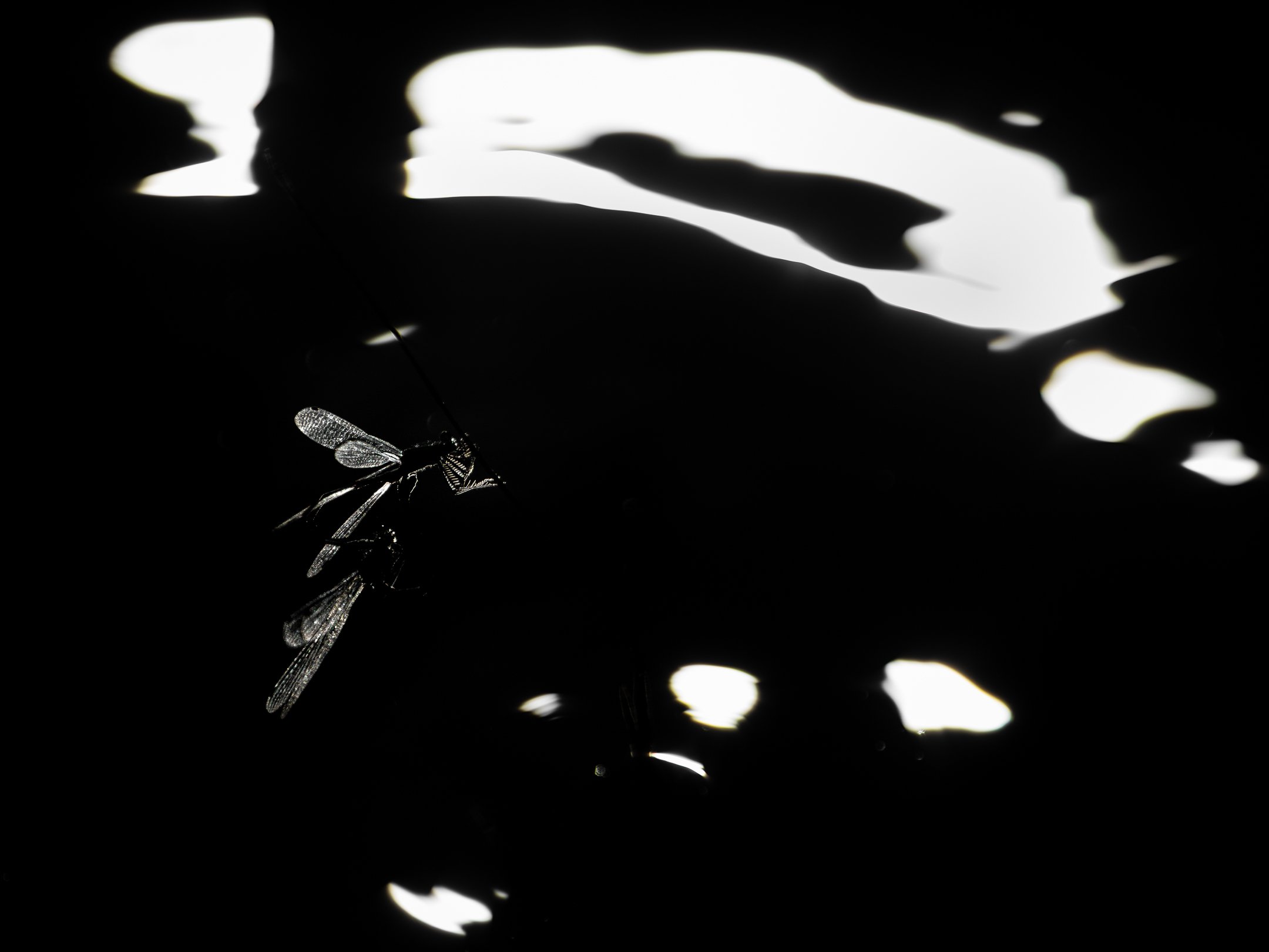 Julian Łoziński Lozinski Nature Photography Fotograf Przyrody 