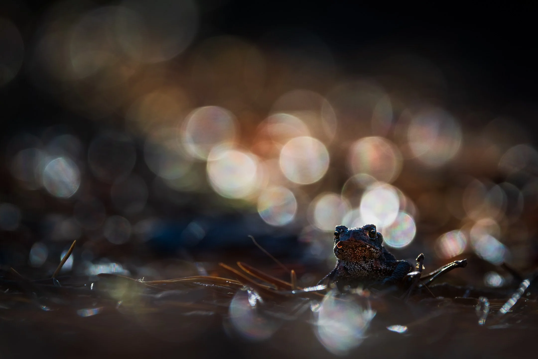 Julian Łoziński Lozinski Nature Photography Fotograf Przyrody 