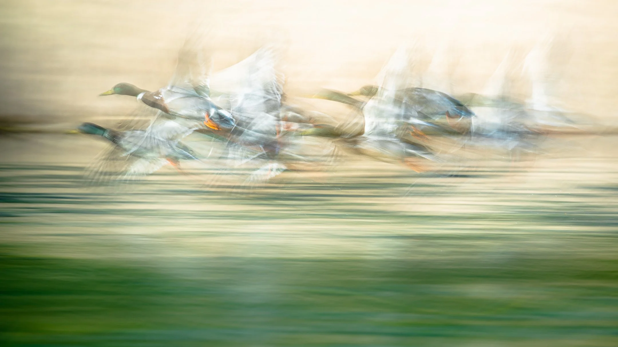 Julian Łoziński Lozinski Nature Photography Fotograf Przyrody 