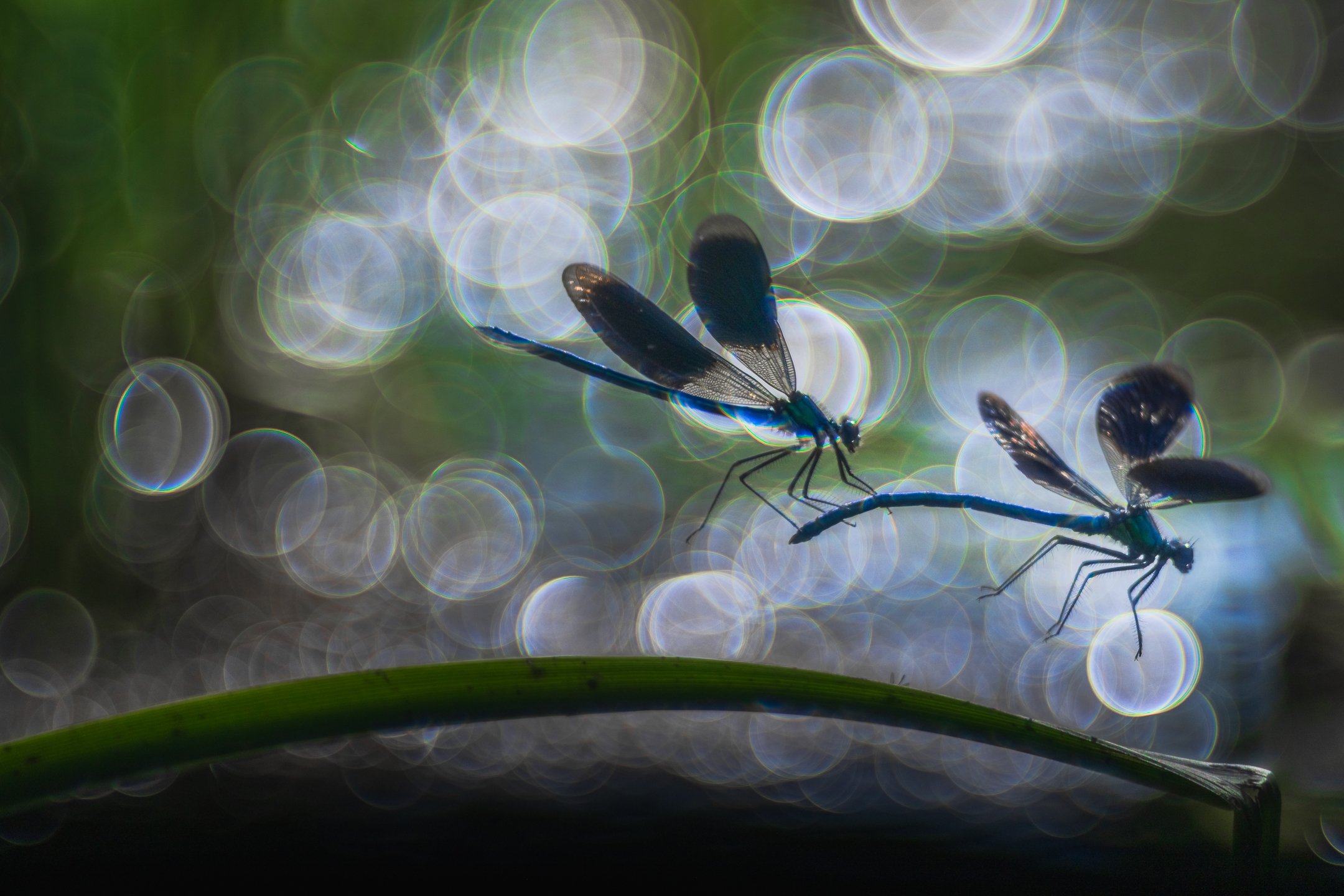 Julian Łoziński Lozinski Nature Photography Fotograf Przyrody 