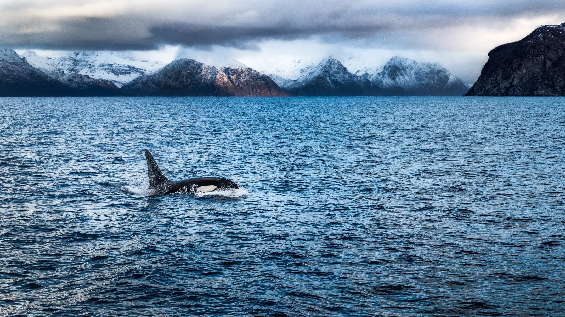 Julian Łoziński Lozinski Nature Photography Fotograf Przyrody 