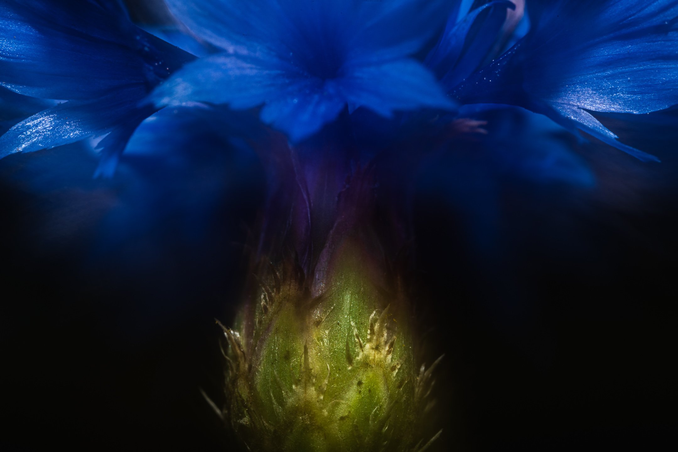 Julian Łoziński Lozinski Nature Photography Fotograf Przyrody 