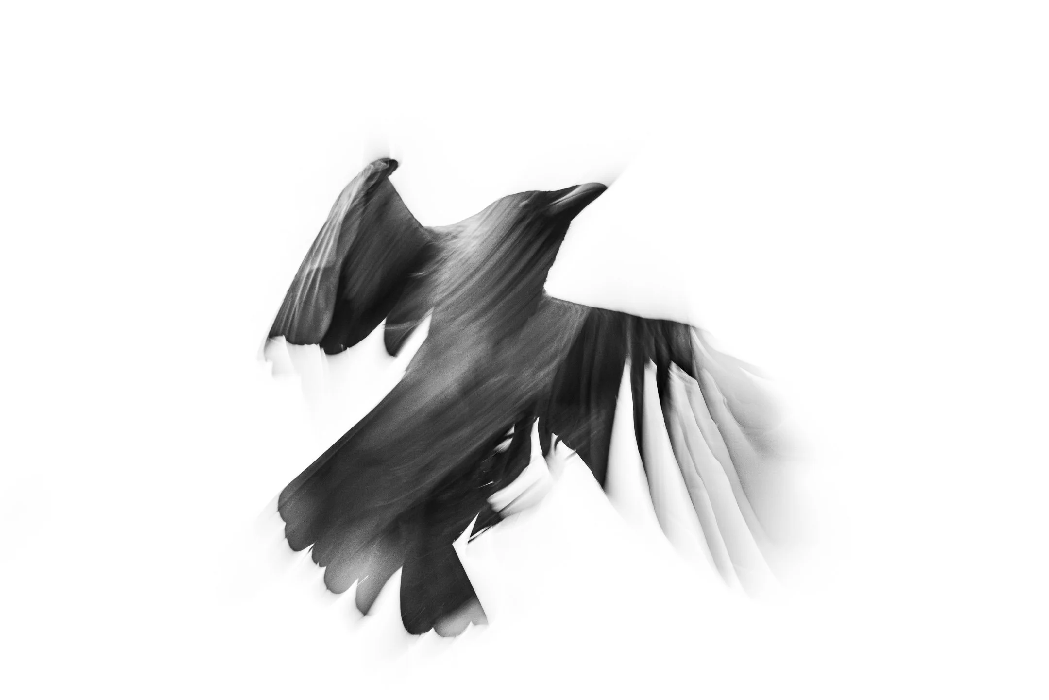 Julian Łoziński Lozinski Nature Photography Fotograf Przyrody 