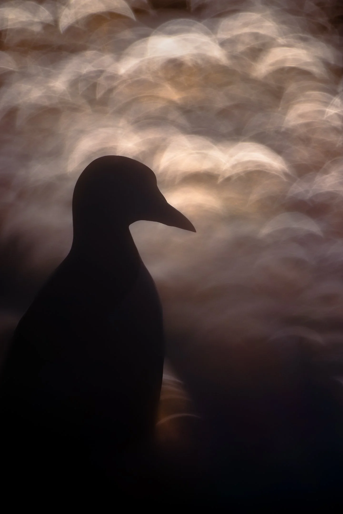 Julian Łoziński Lozinski Nature Photography Fotograf Przyrody 