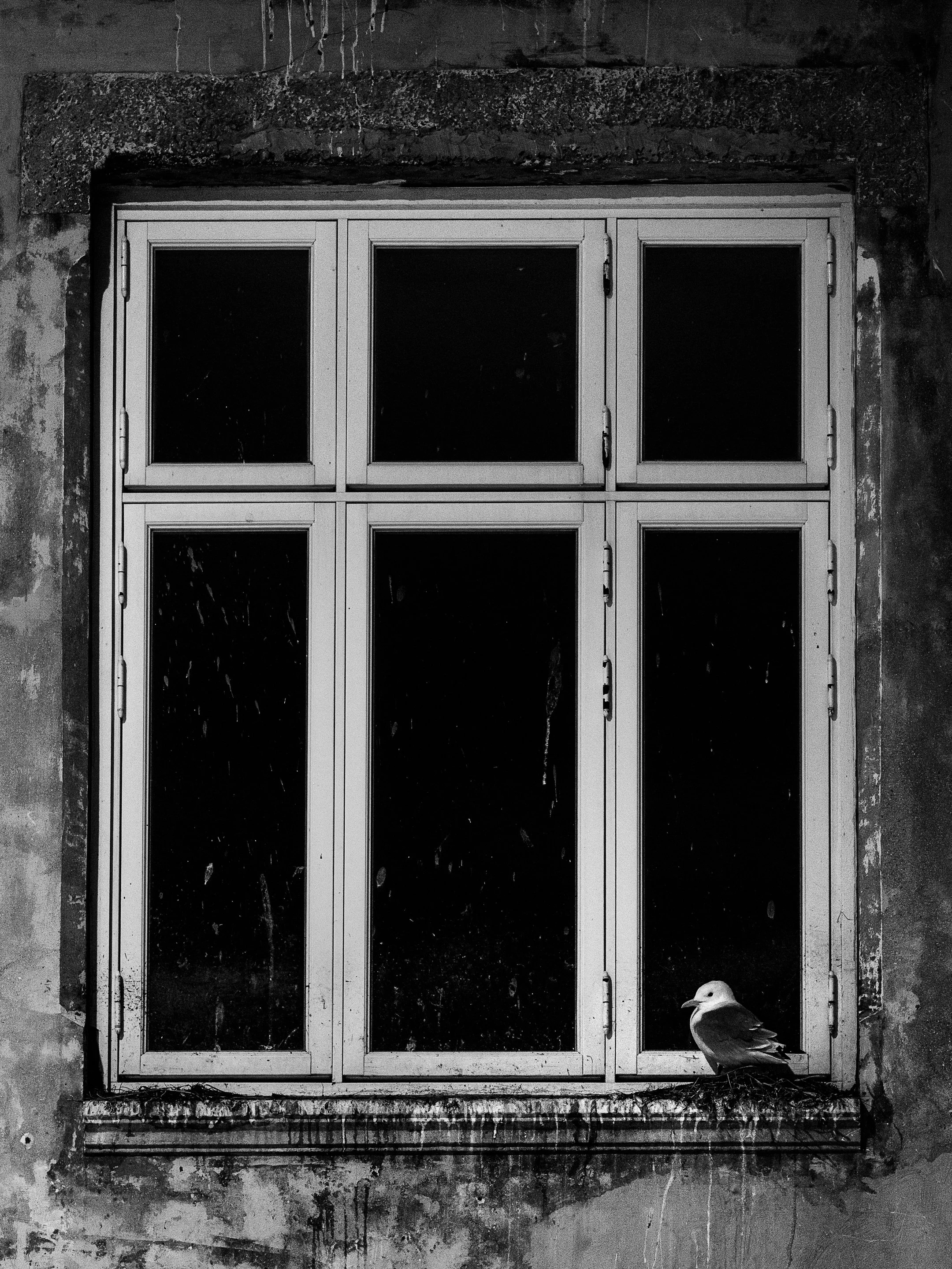 Julian Łoziński Lozinski Nature Photography Fotograf Przyrody 