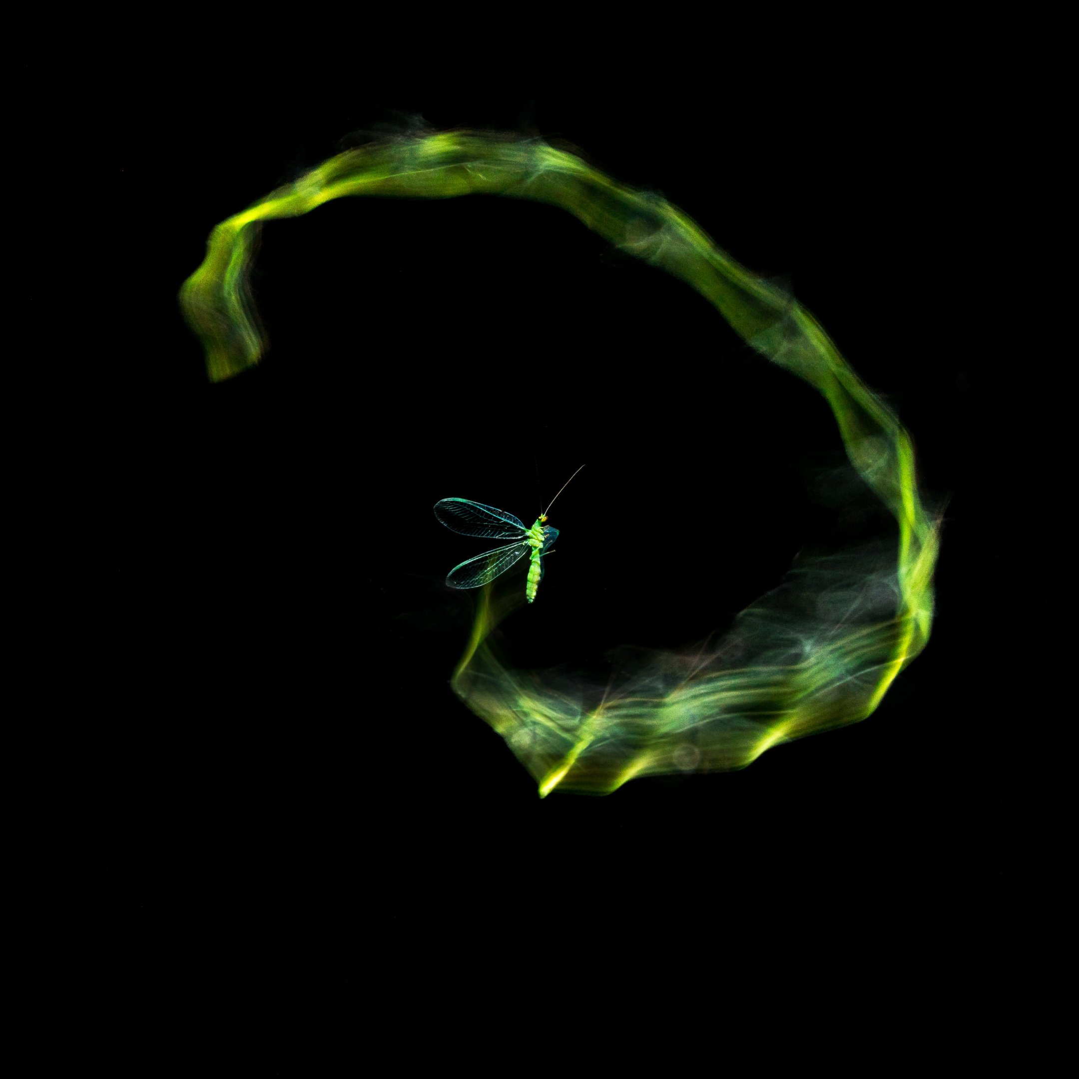 Julian Łoziński Lozinski Nature Photography Fotograf Przyrody 