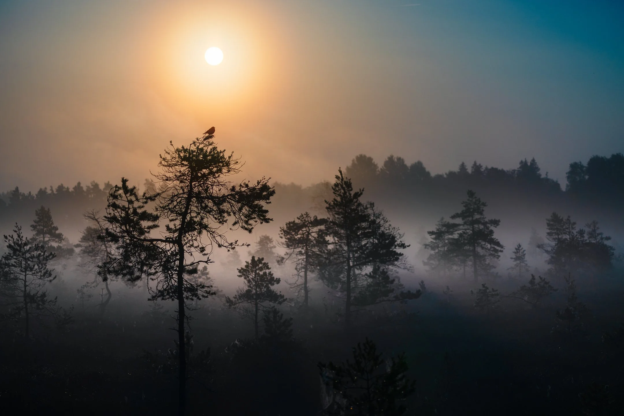 Julian Łoziński Lozinski Nature Photography Fotograf Przyrody 