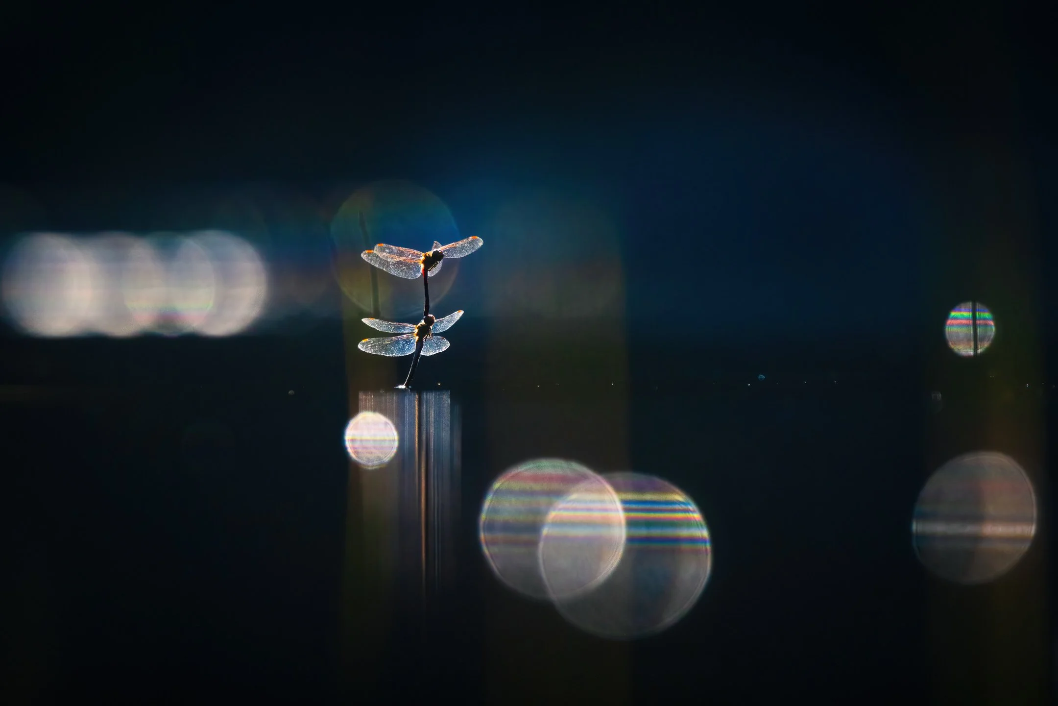 Julian Łoziński Lozinski Nature Photography Fotograf Przyrody 