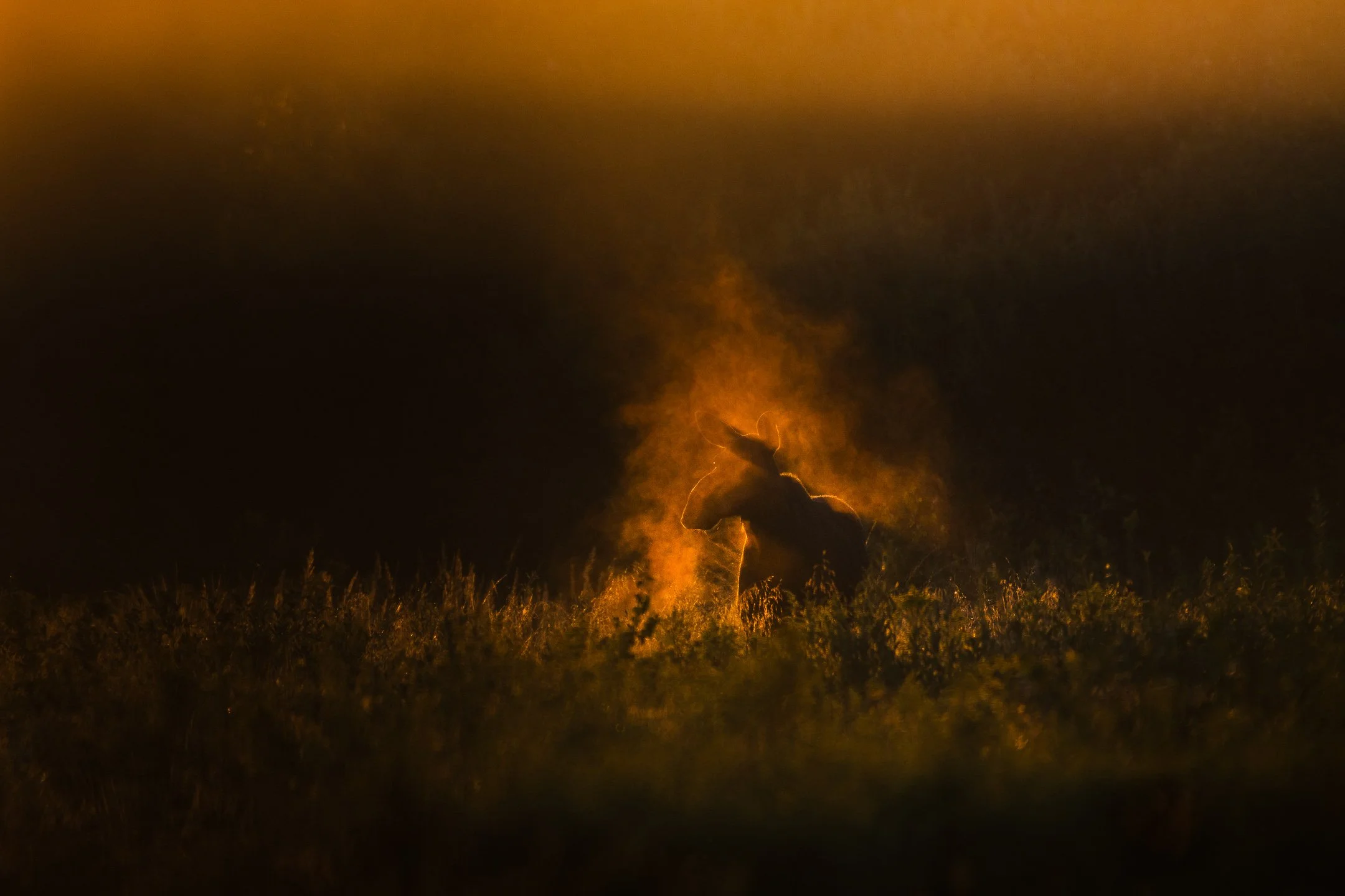 Julian Łoziński Lozinski Nature Photography Fotograf Przyrody 
