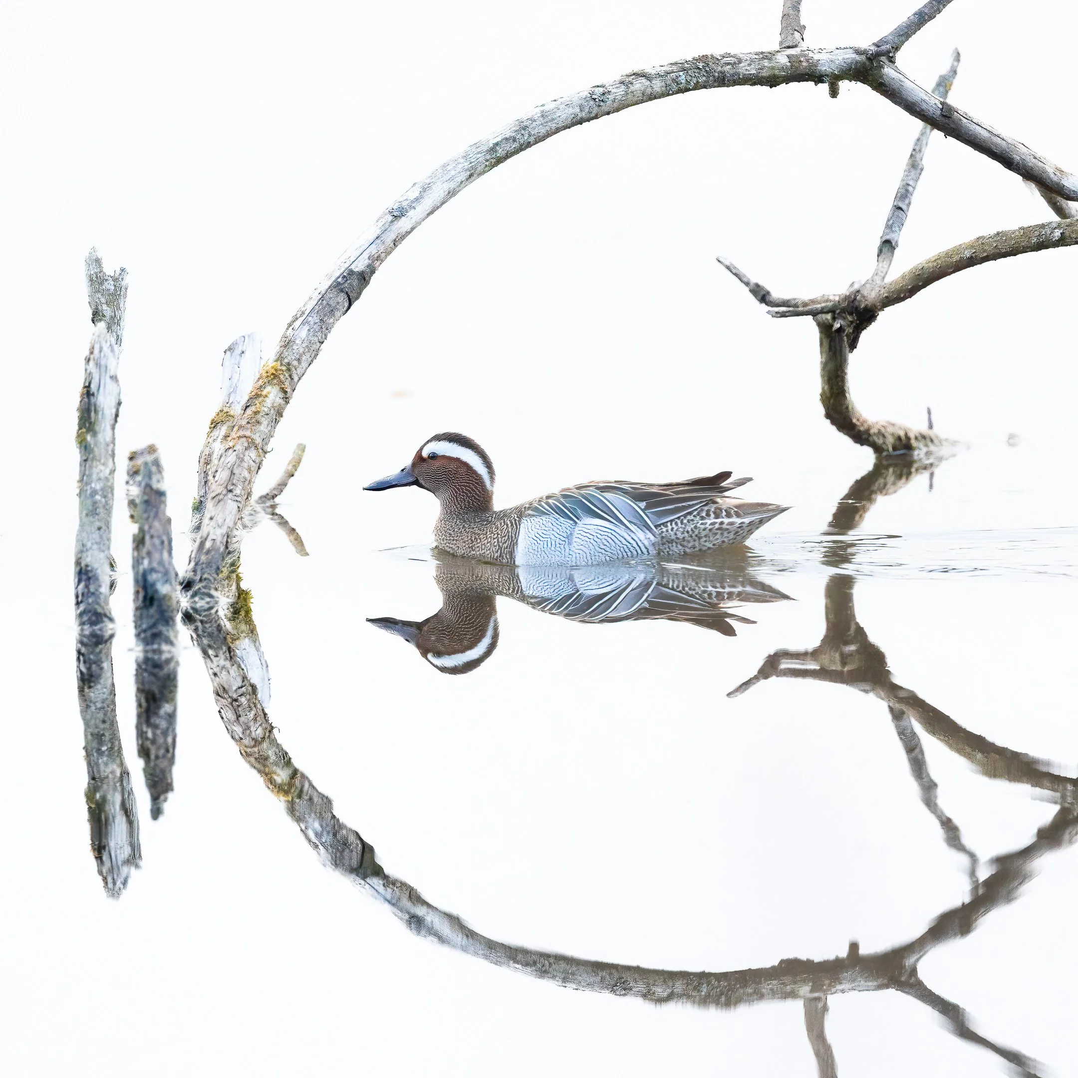 Julian Łoziński Lozinski Nature Photography Fotograf Przyrody 