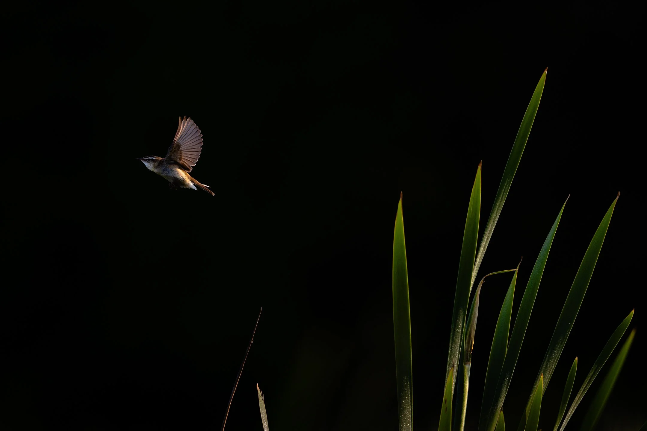 Julian Łoziński Lozinski Nature Photography Fotograf Przyrody 