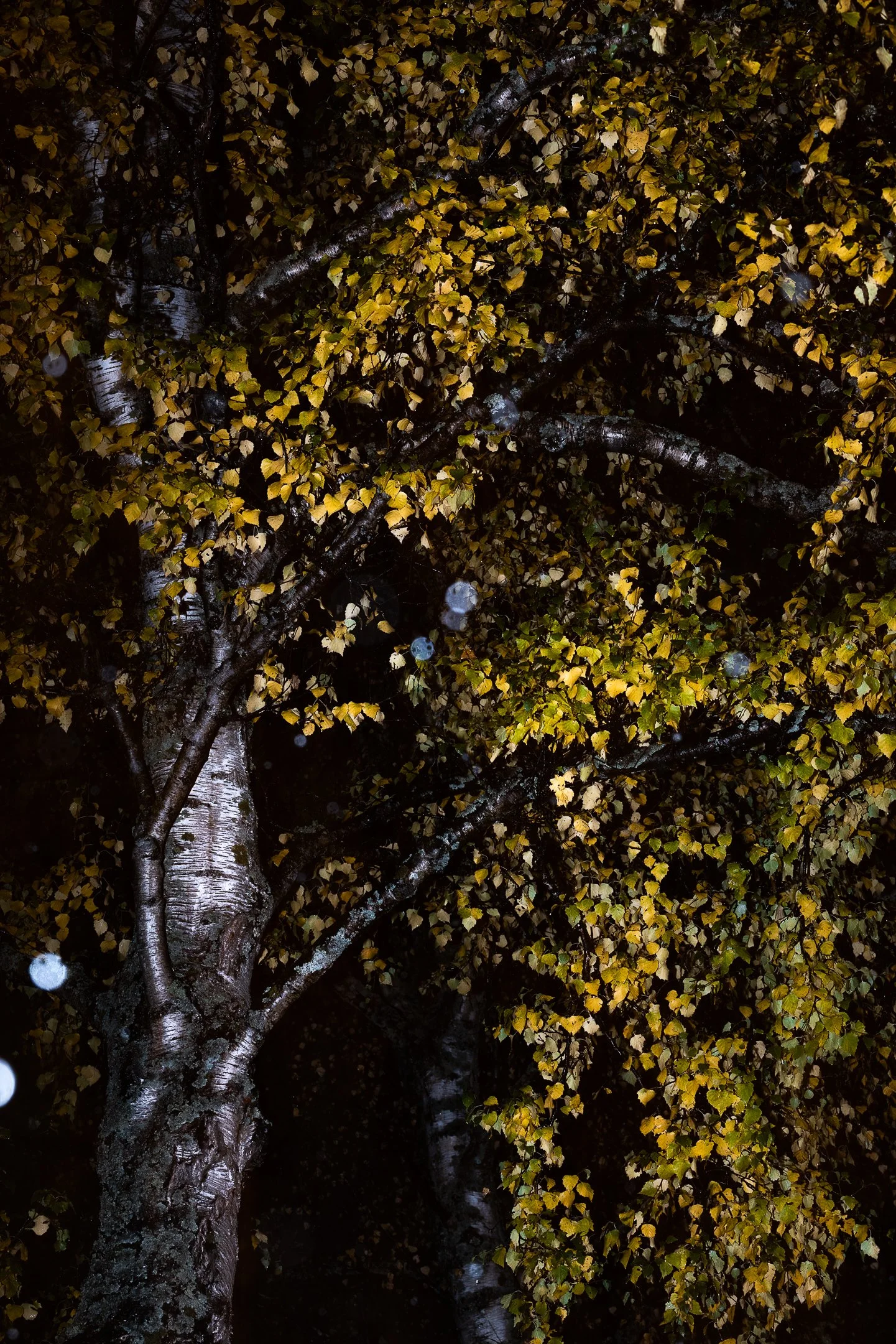 Julian Łoziński Lozinski Nature Photography Fotograf Przyrody 