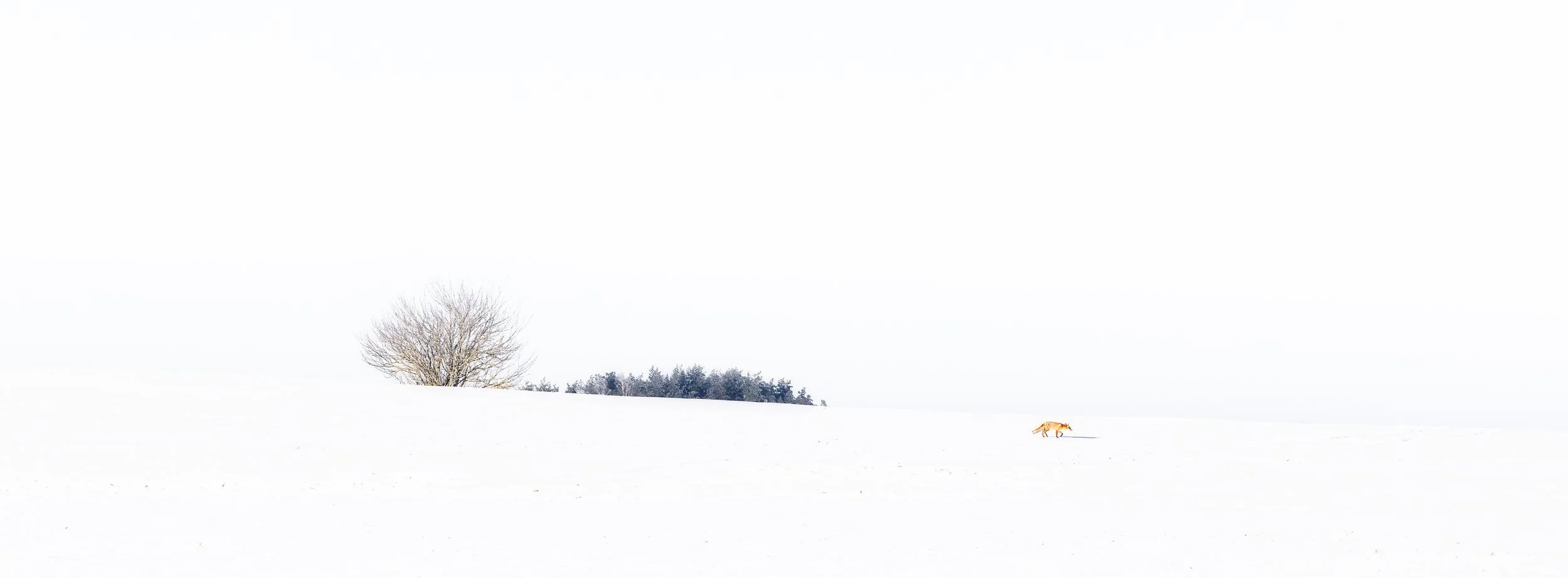 Julian Łoziński Lozinski Nature Photography Fotograf Przyrody 