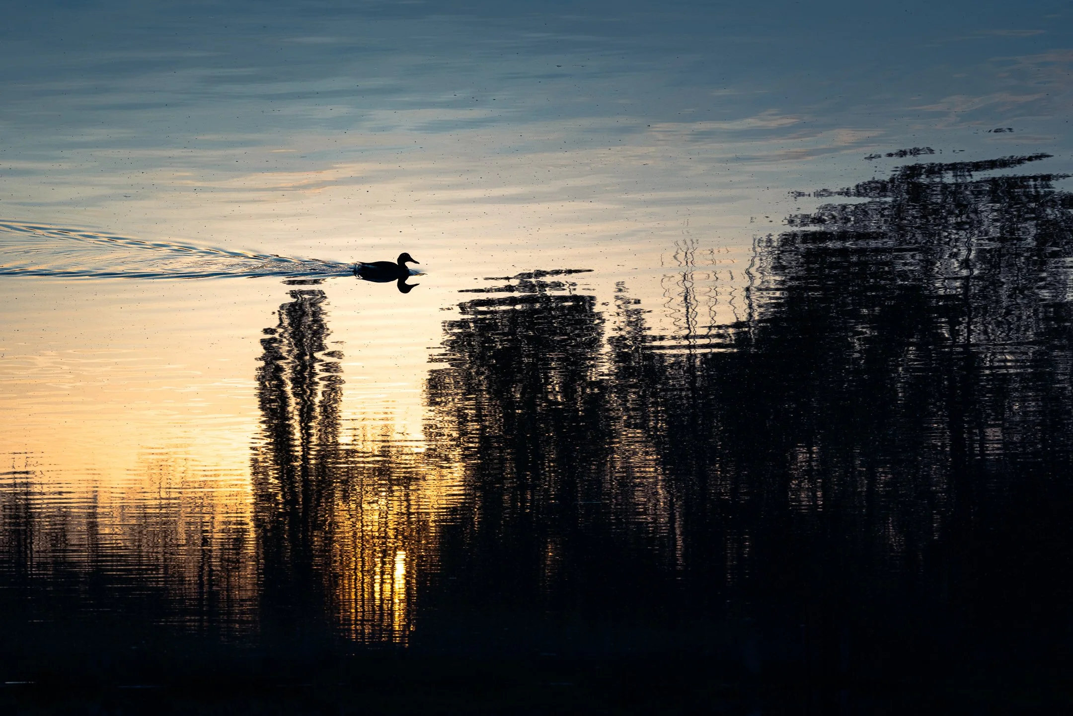 Julian Łoziński Lozinski Nature Photography Fotograf Przyrody 