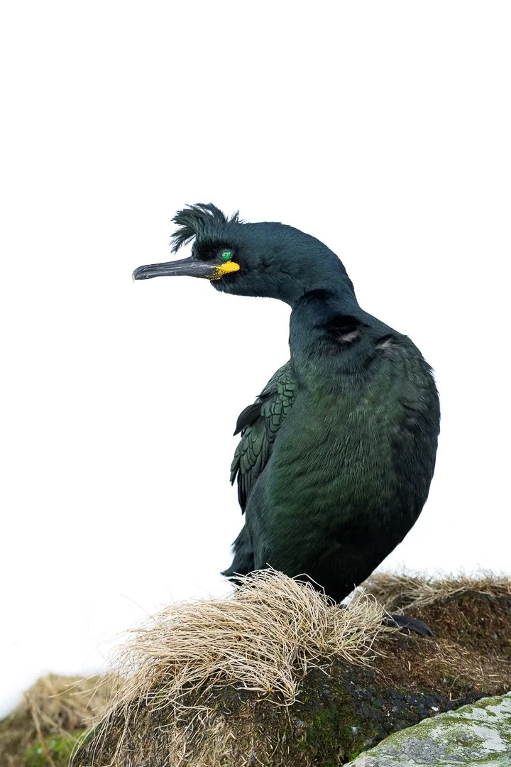 Julian Łoziński Lozinski Nature Photography Fotograf Przyrody 