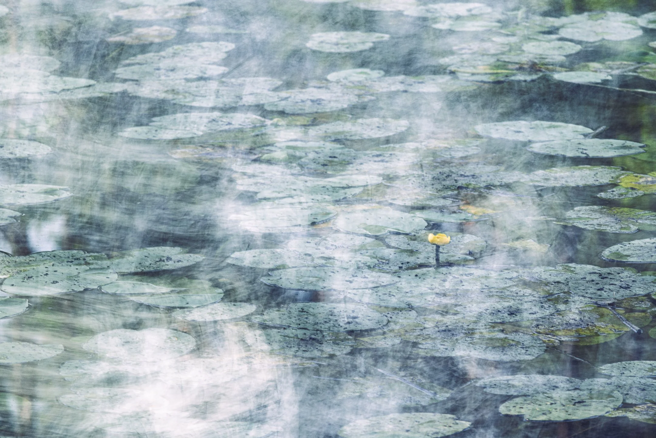 Julian Łoziński Lozinski Nature Photography Fotograf Przyrody 