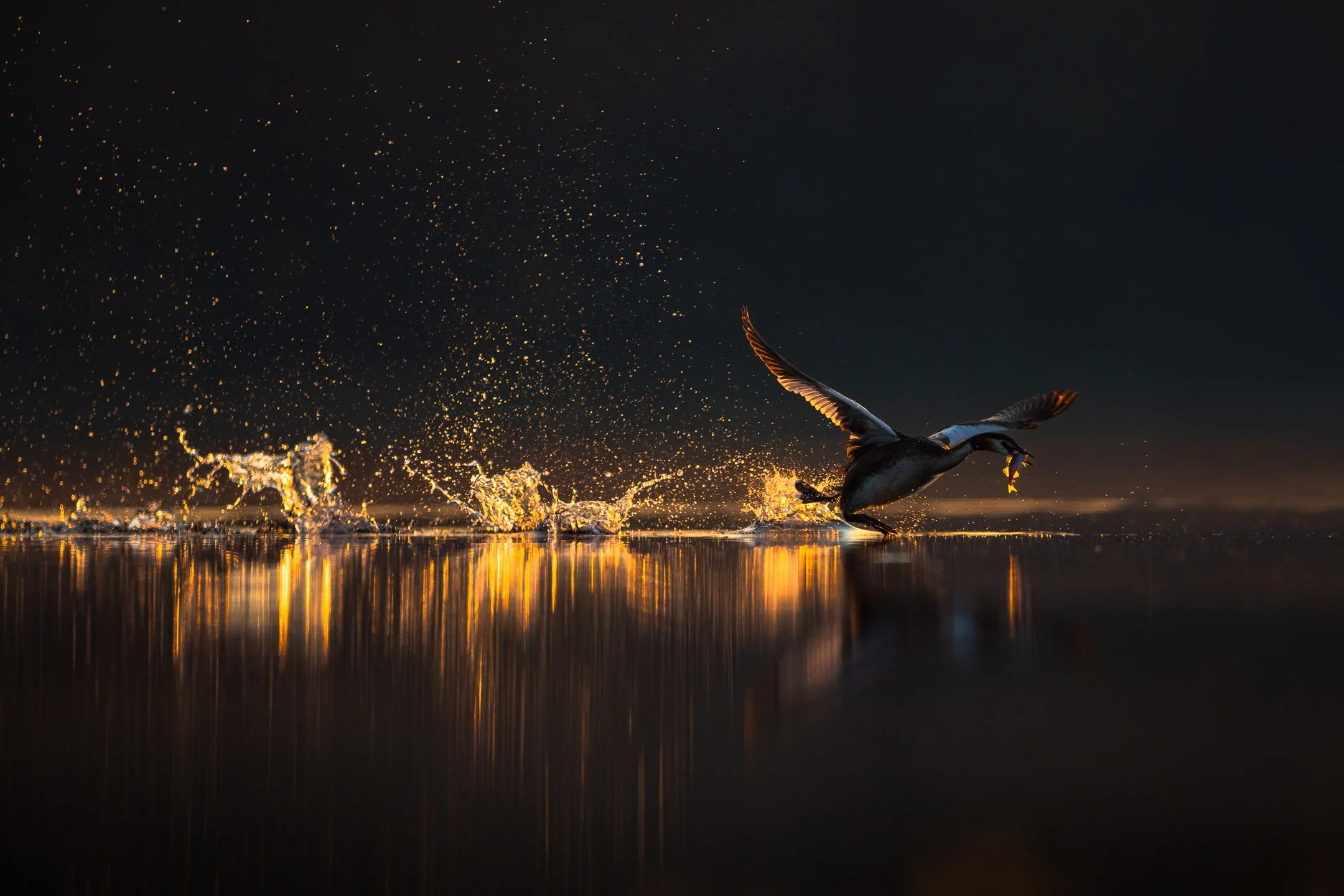 Julian Łoziński Lozinski Nature Photography Fotograf Przyrody 