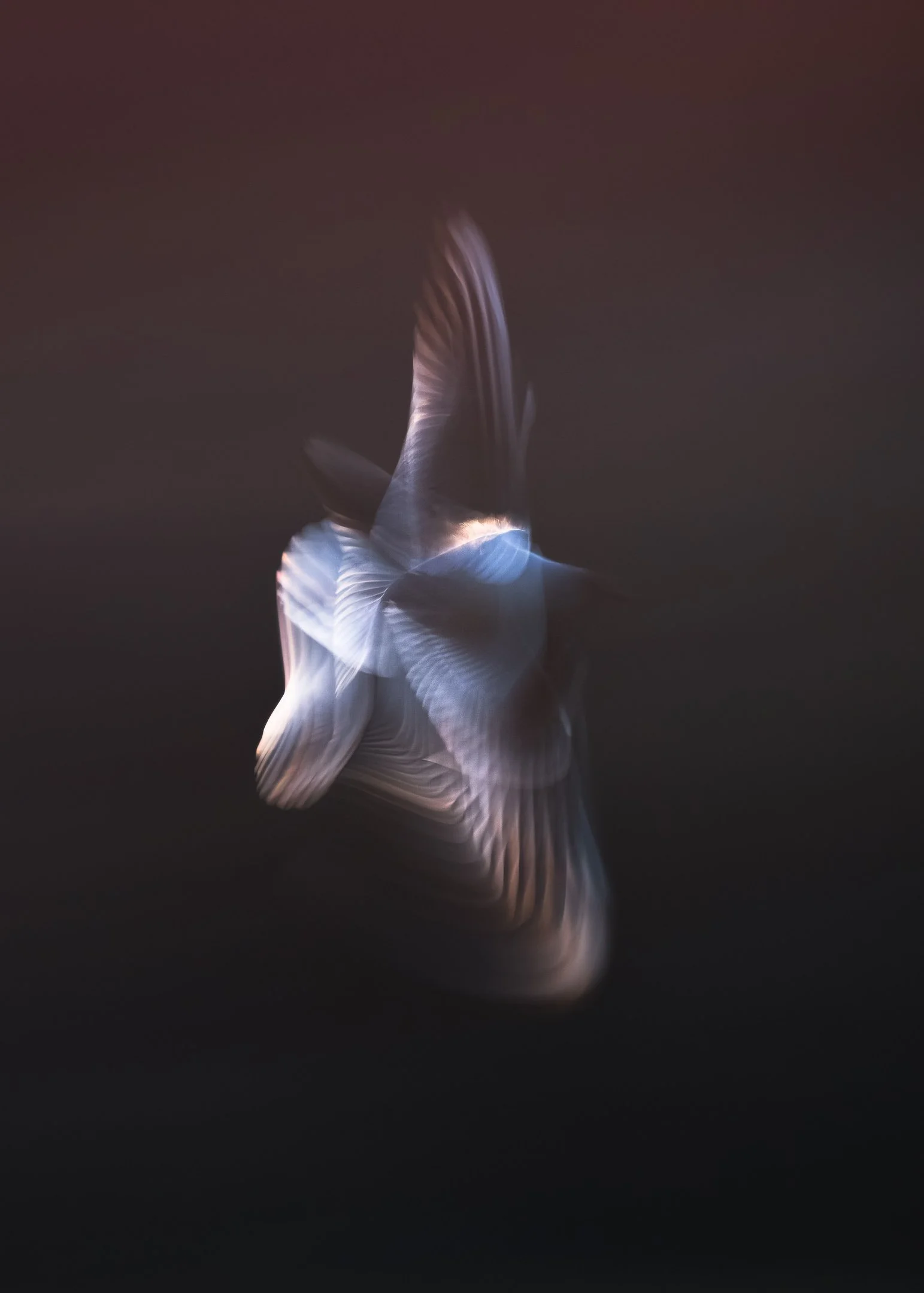 Julian Łoziński Lozinski Nature Photography Fotograf Przyrody 