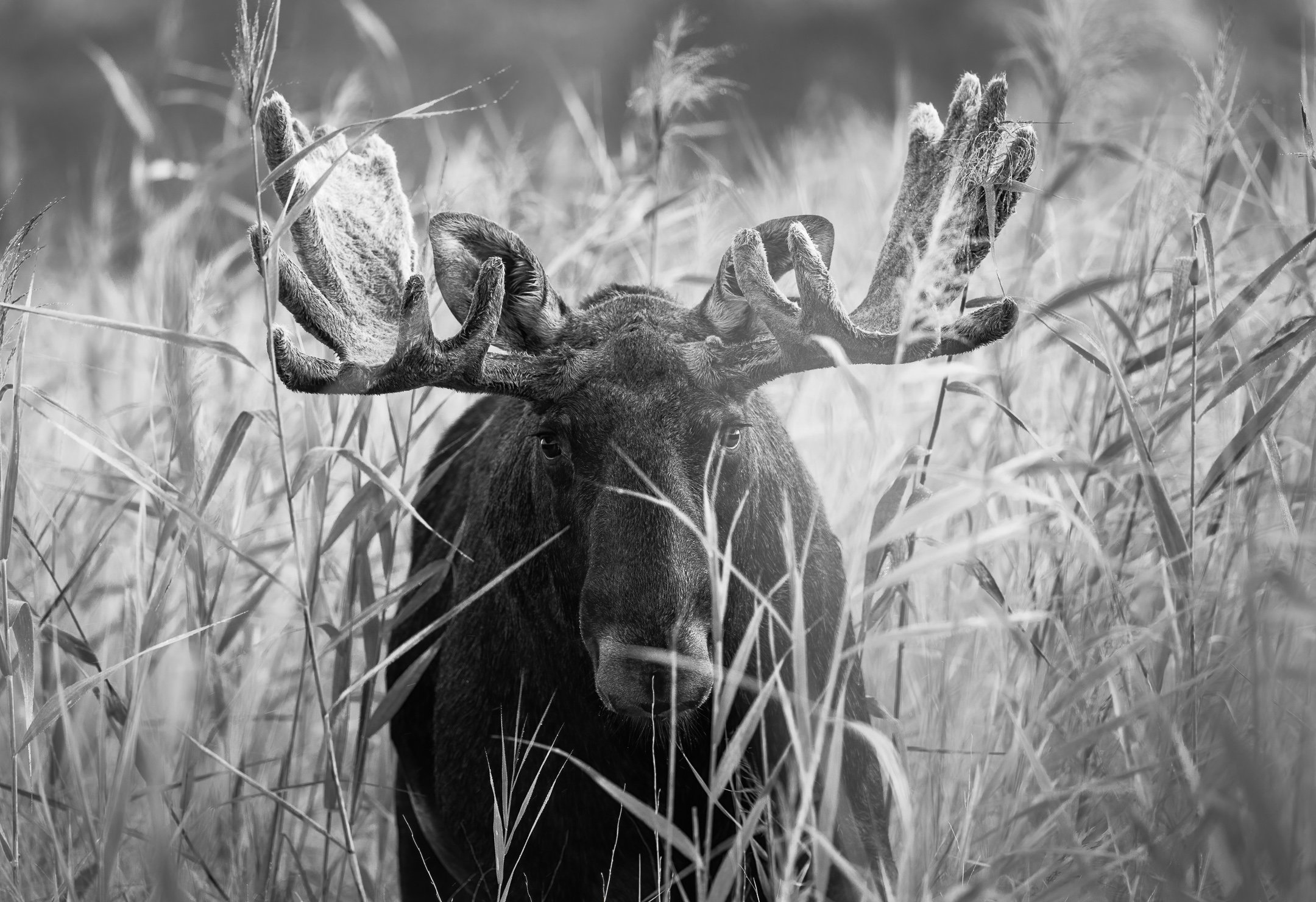 Julian Łoziński Lozinski Nature Photography Fotograf Przyrody 