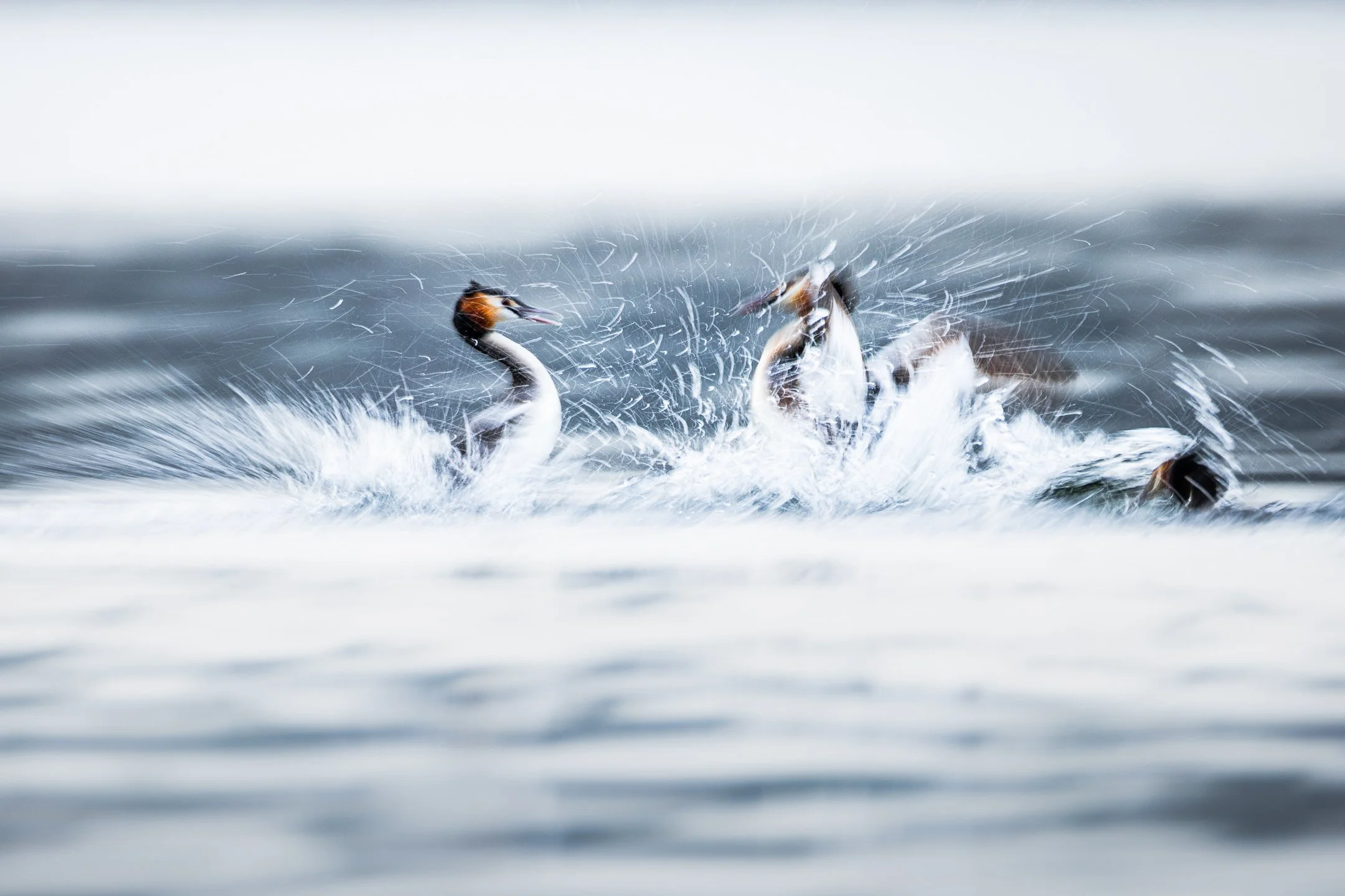 Julian Łoziński Lozinski Nature Photography Fotograf Przyrody 