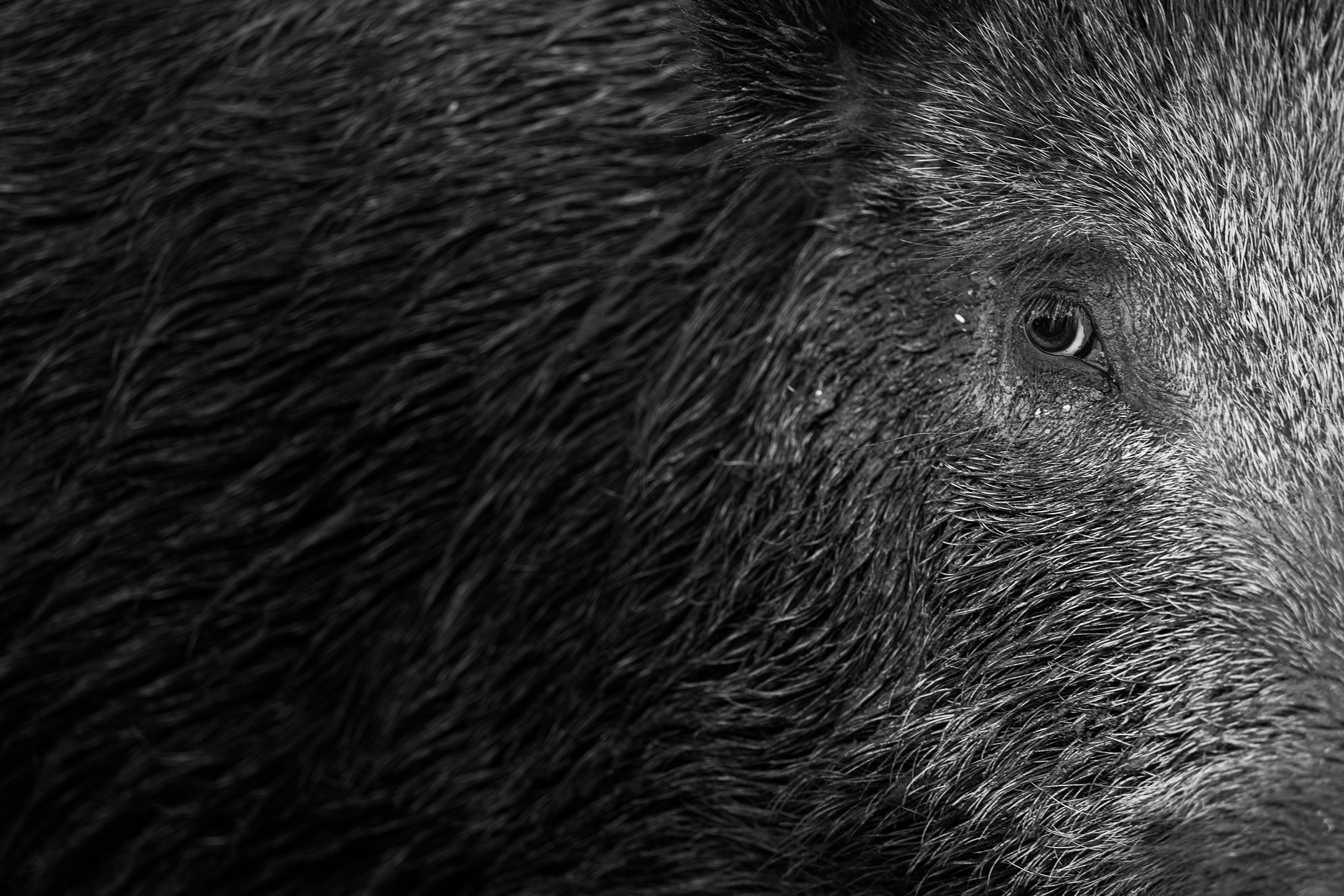 Julian Łoziński Lozinski Nature Photography Fotograf Przyrody 