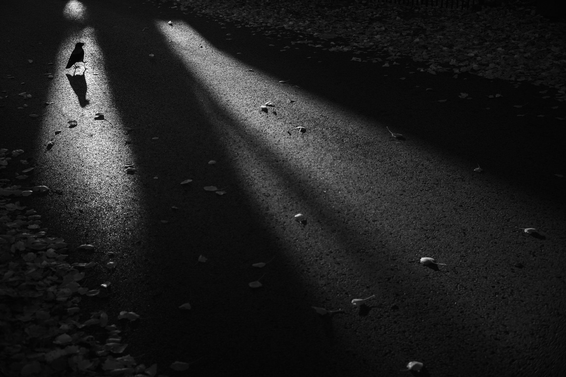 Julian Łoziński Lozinski Nature Photography Fotograf Przyrody 