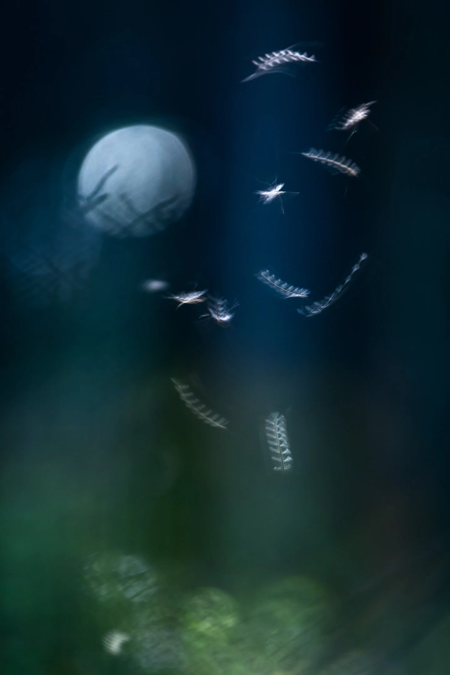 Julian Łoziński Lozinski Nature Photography Fotograf Przyrody 