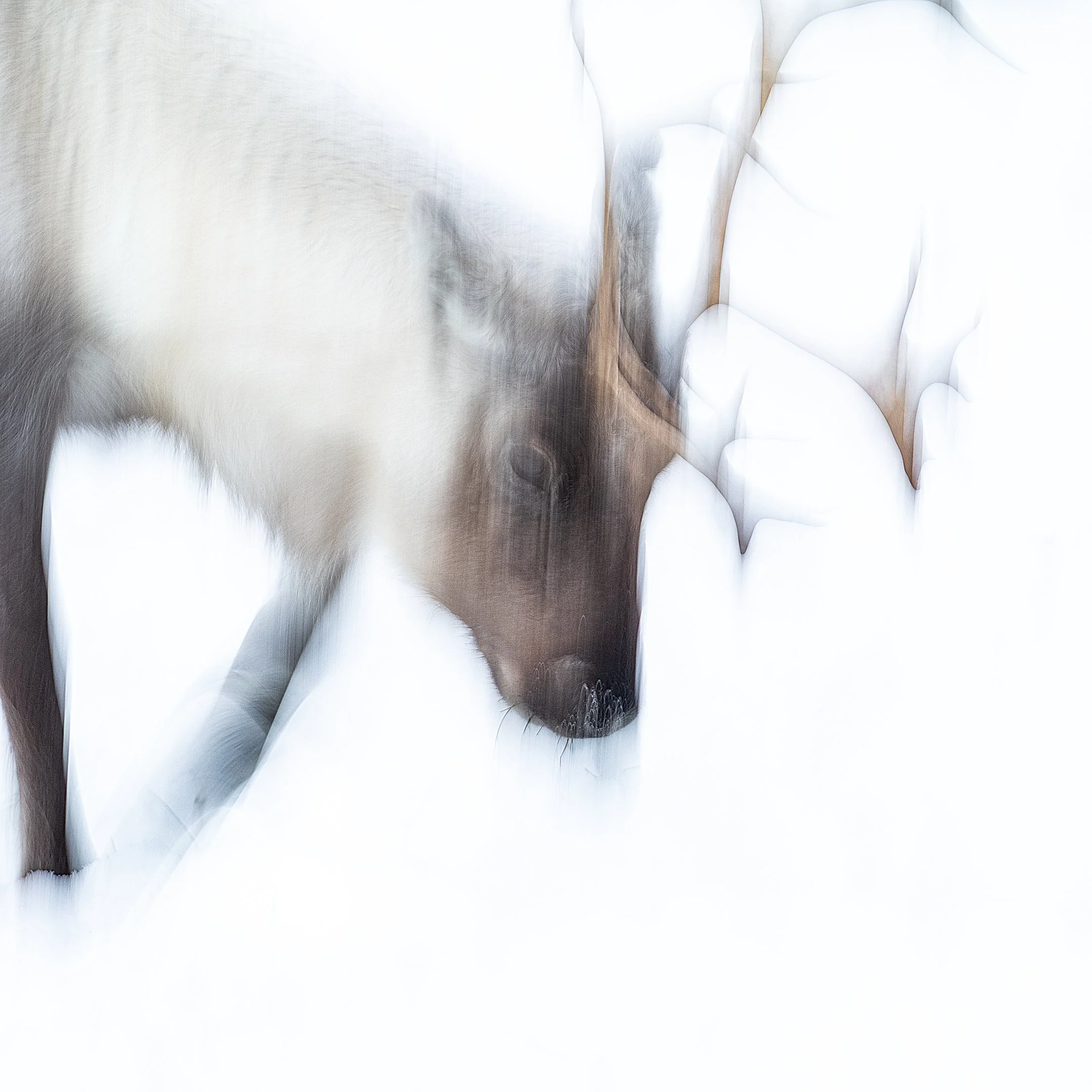 Julian Łoziński Lozinski Nature Photography Fotograf Przyrody 