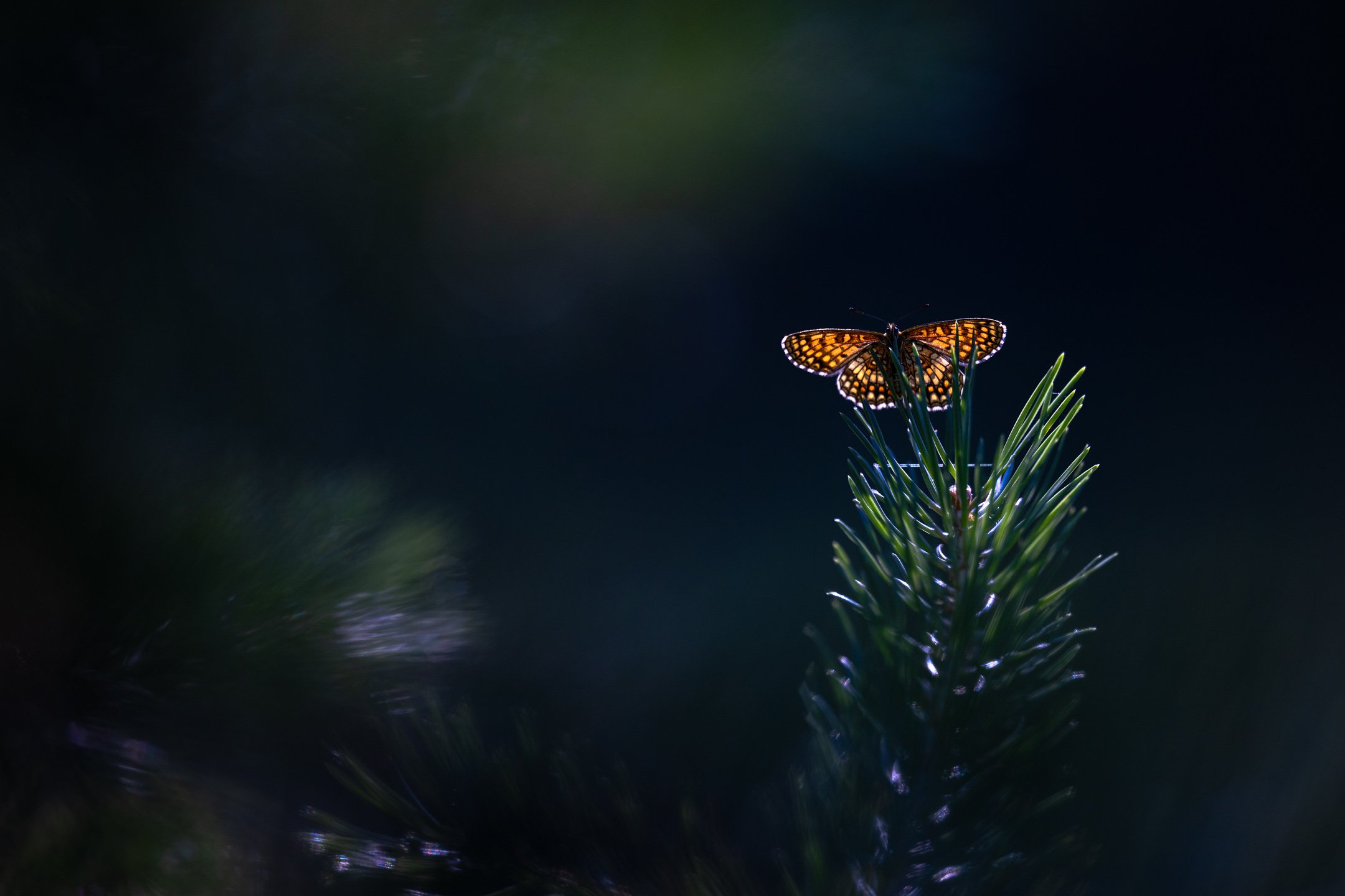 Julian Łoziński Lozinski Nature Photography Fotograf Przyrody 