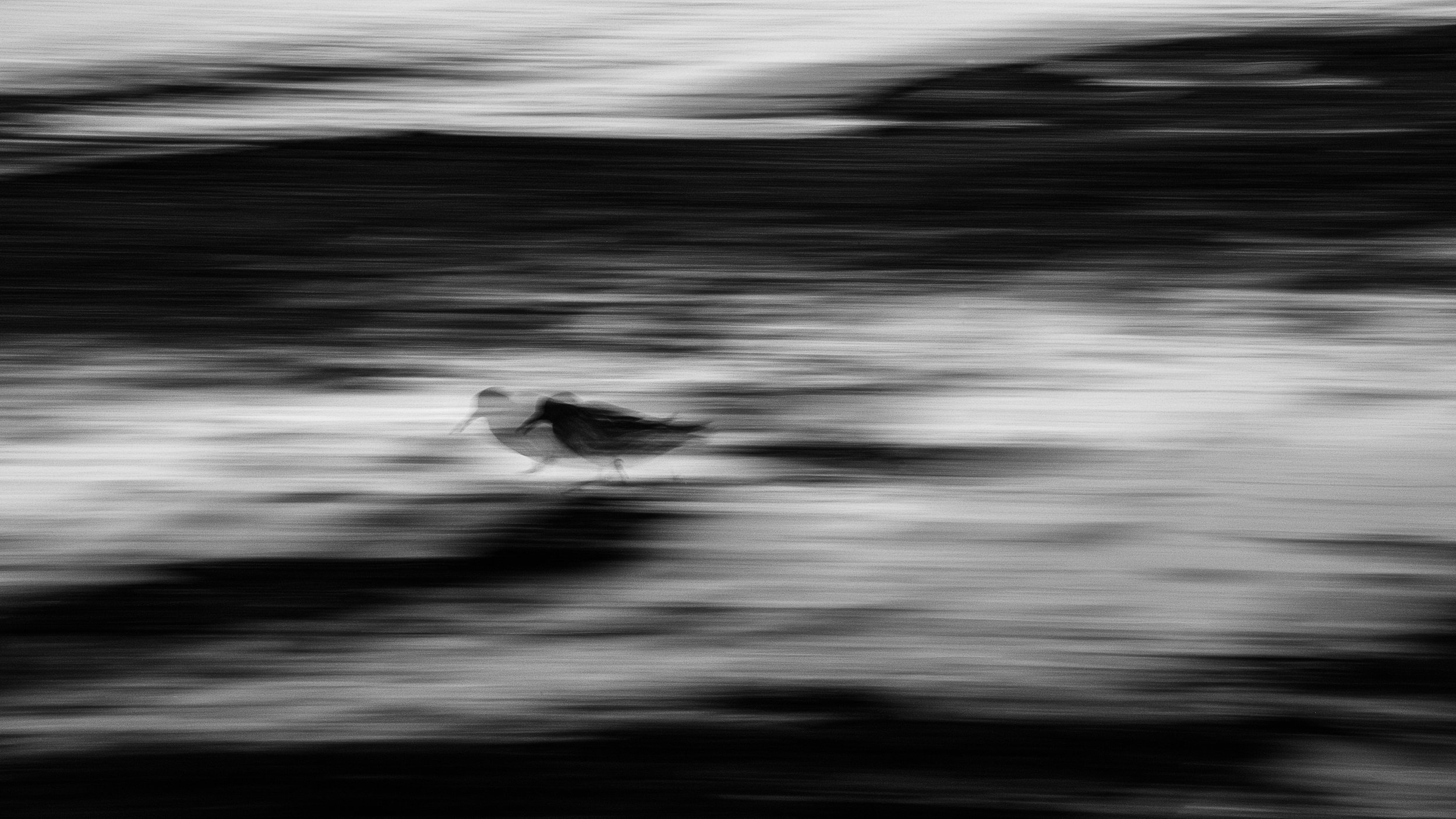 Julian Łoziński Lozinski Nature Photography Fotograf Przyrody 