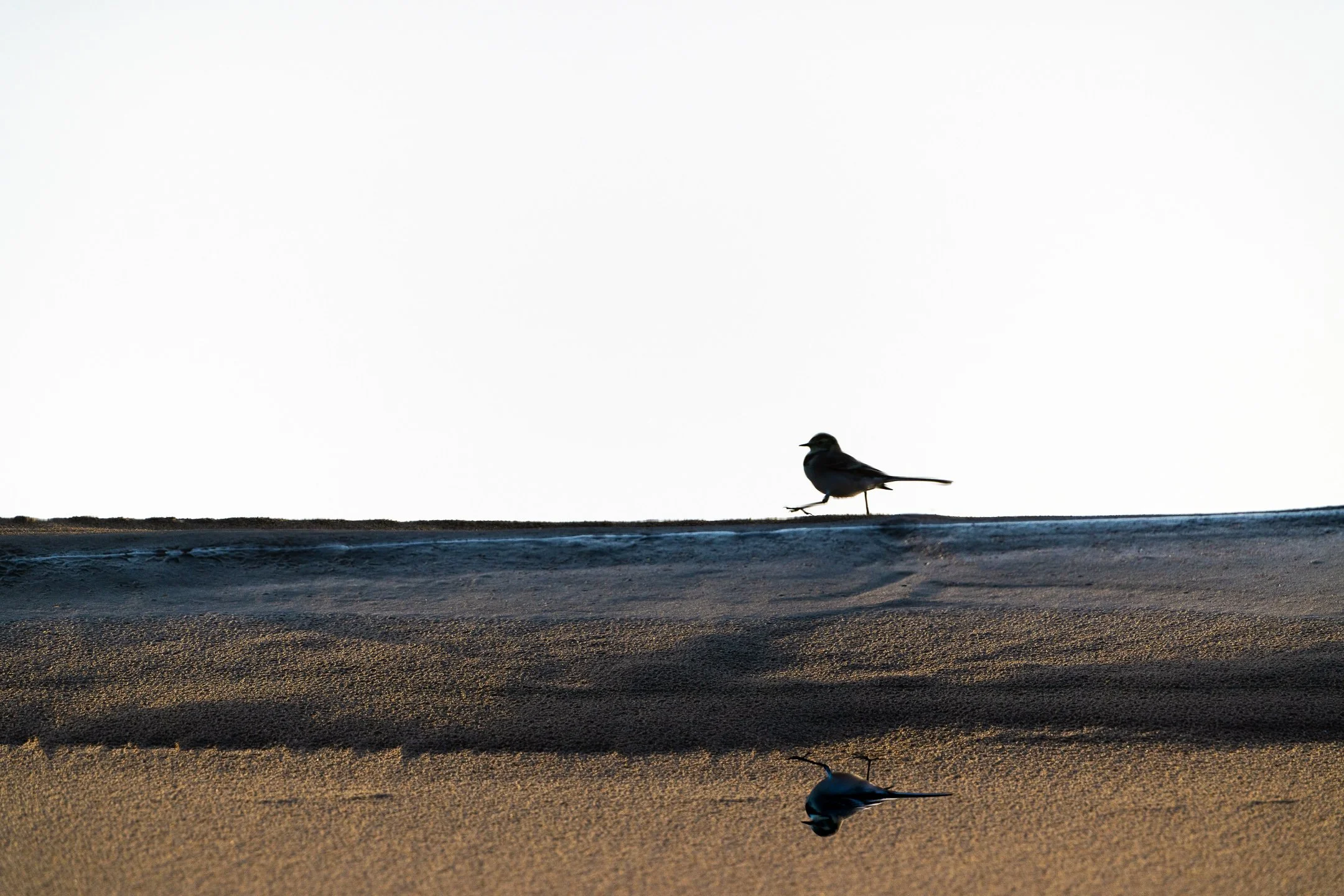 Julian Łoziński Lozinski Nature Photography Fotograf Przyrody 