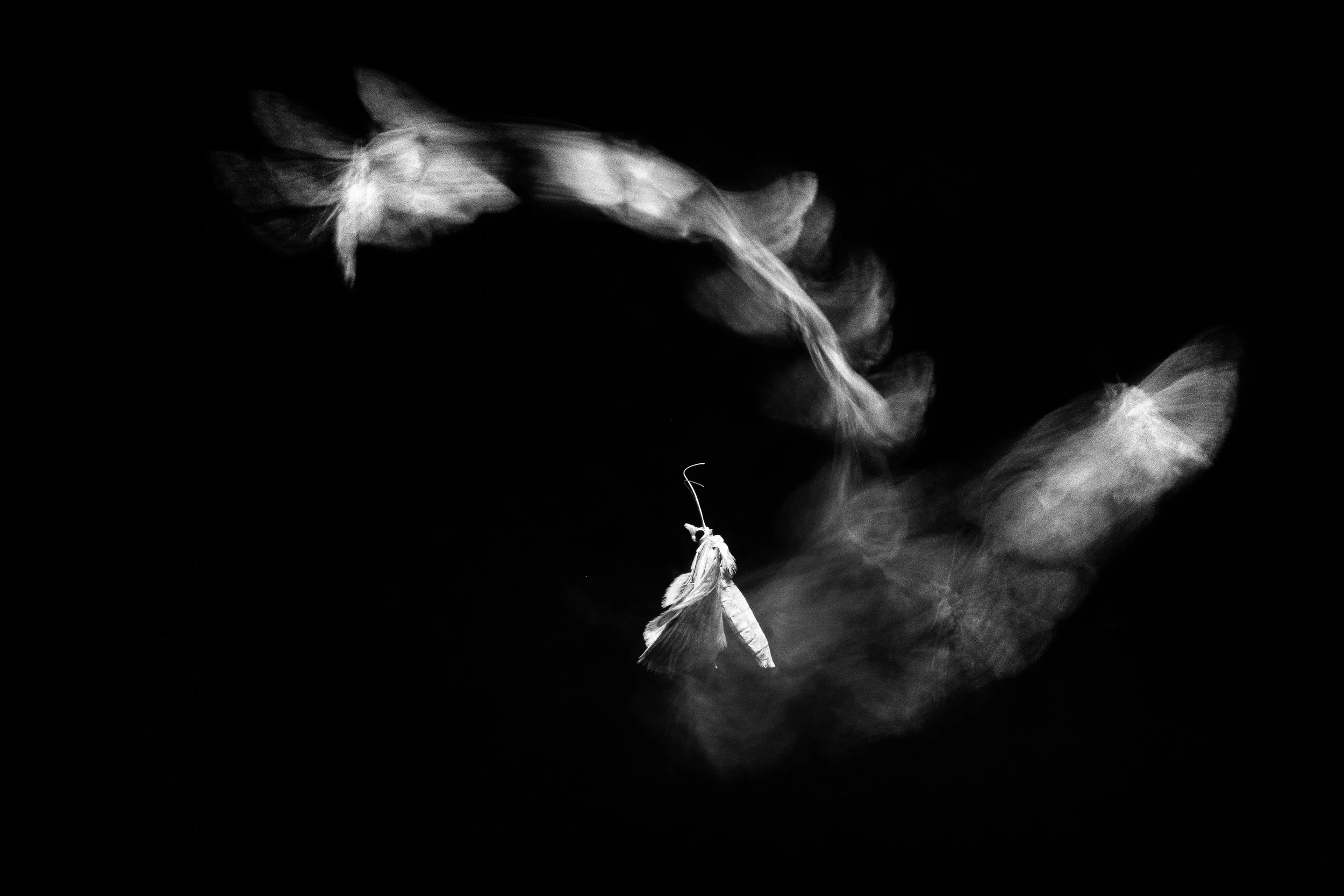 Julian Łoziński Lozinski Nature Photography Fotograf Przyrody 