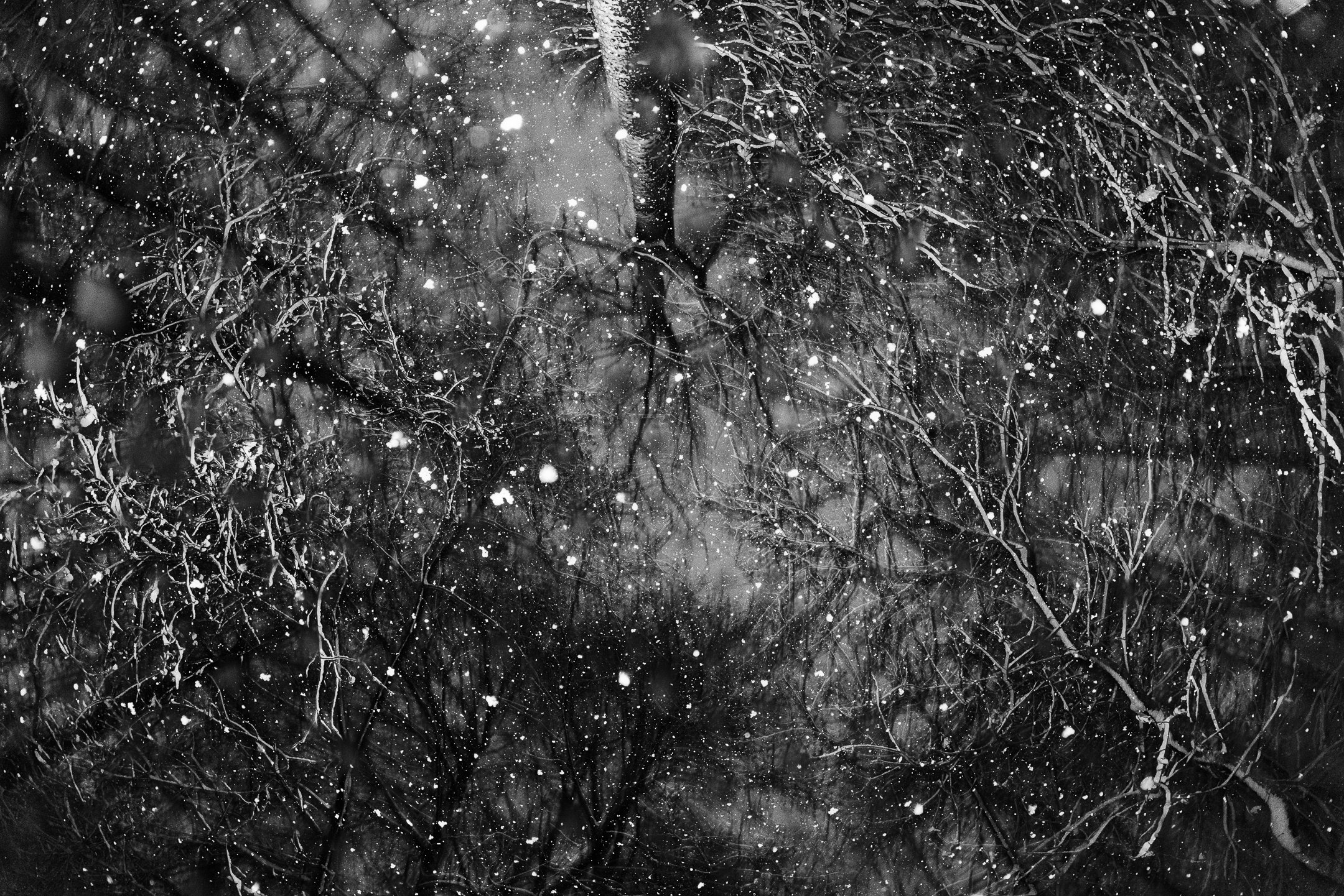 Julian Łoziński Lozinski Nature Photography Fotograf Przyrody 