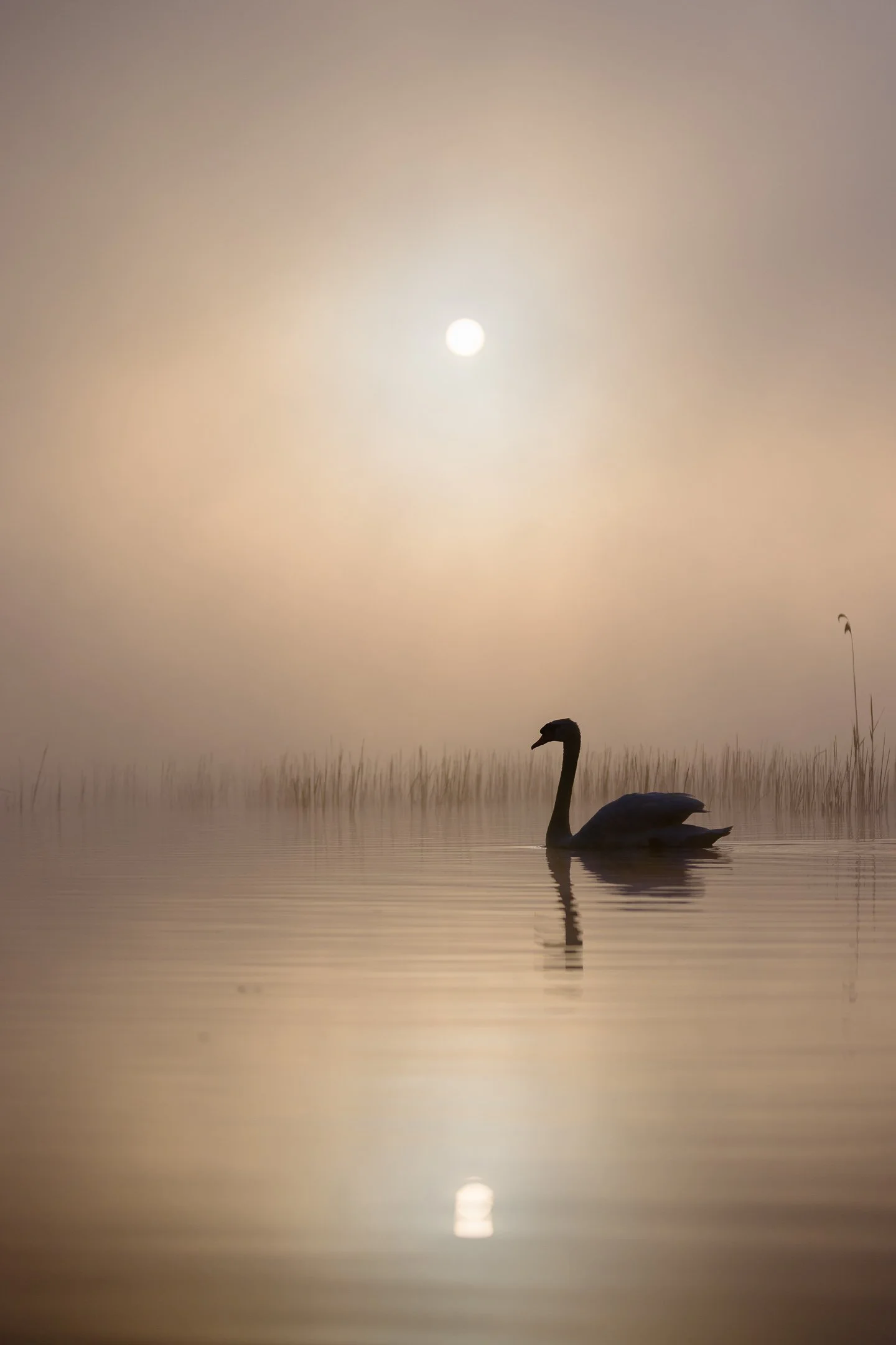 Julian Łoziński Lozinski Nature Photography Fotograf Przyrody 