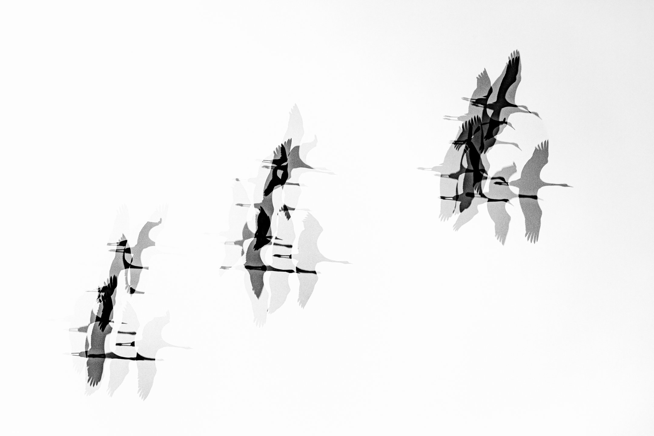 Julian Łoziński Lozinski Nature Photography Fotograf Przyrody 