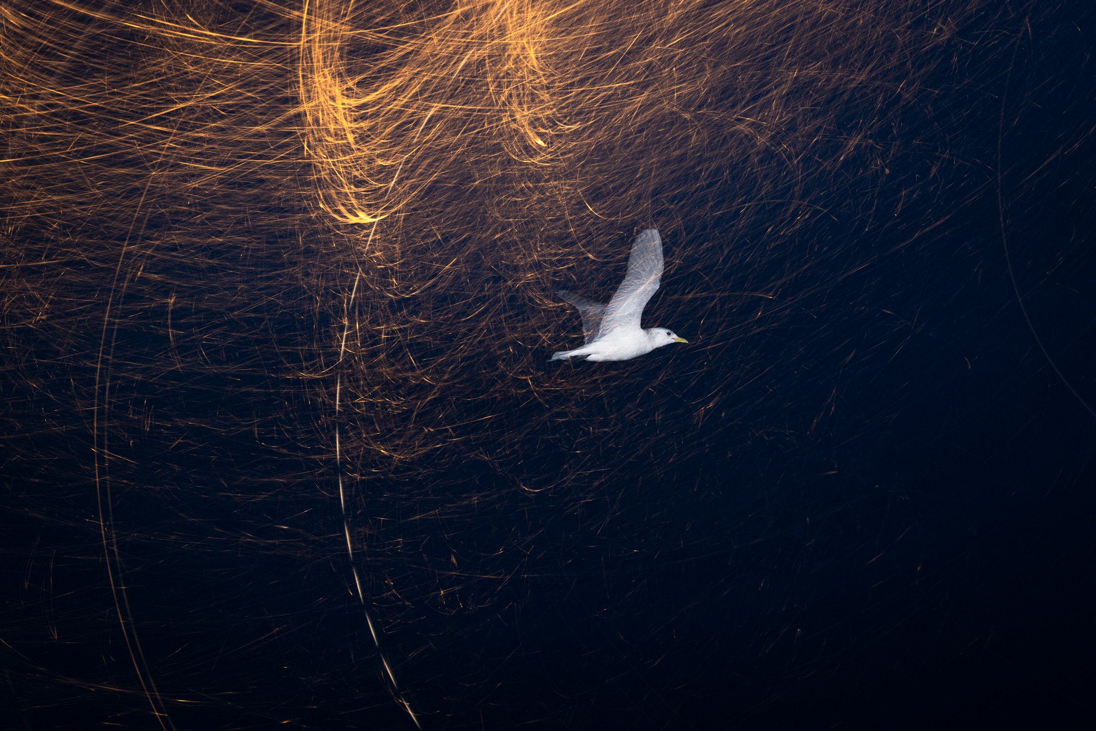 Julian Łoziński Lozinski Nature Photography Fotograf Przyrody 