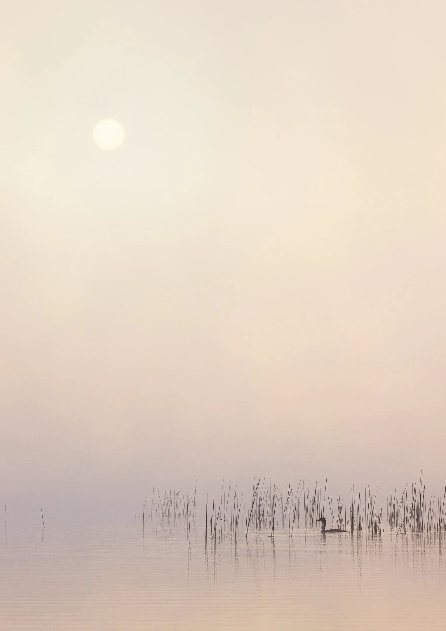 Julian Łoziński Lozinski Nature Photography Fotograf Przyrody 