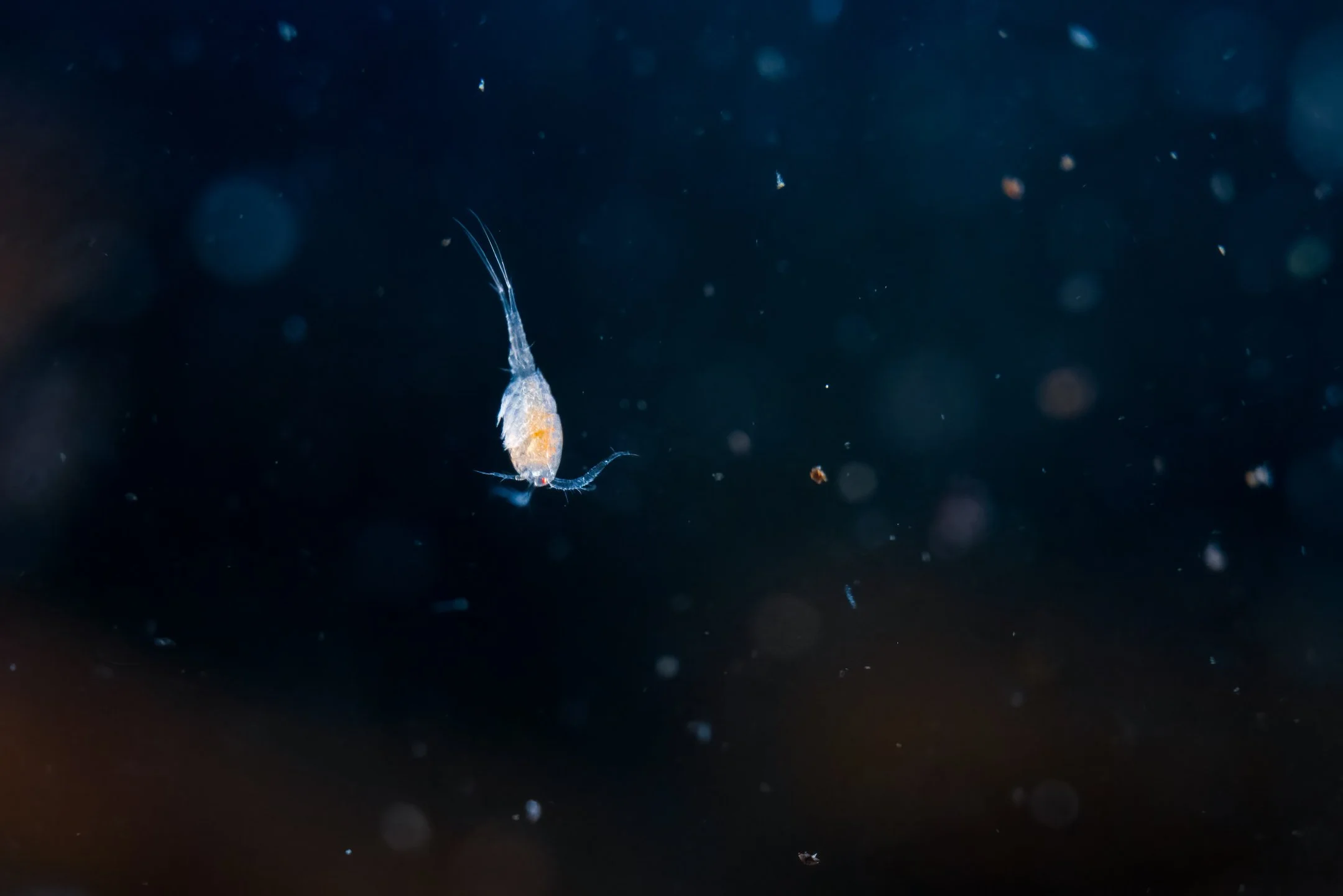 Julian Łoziński Lozinski Nature Photography Fotograf Przyrody 