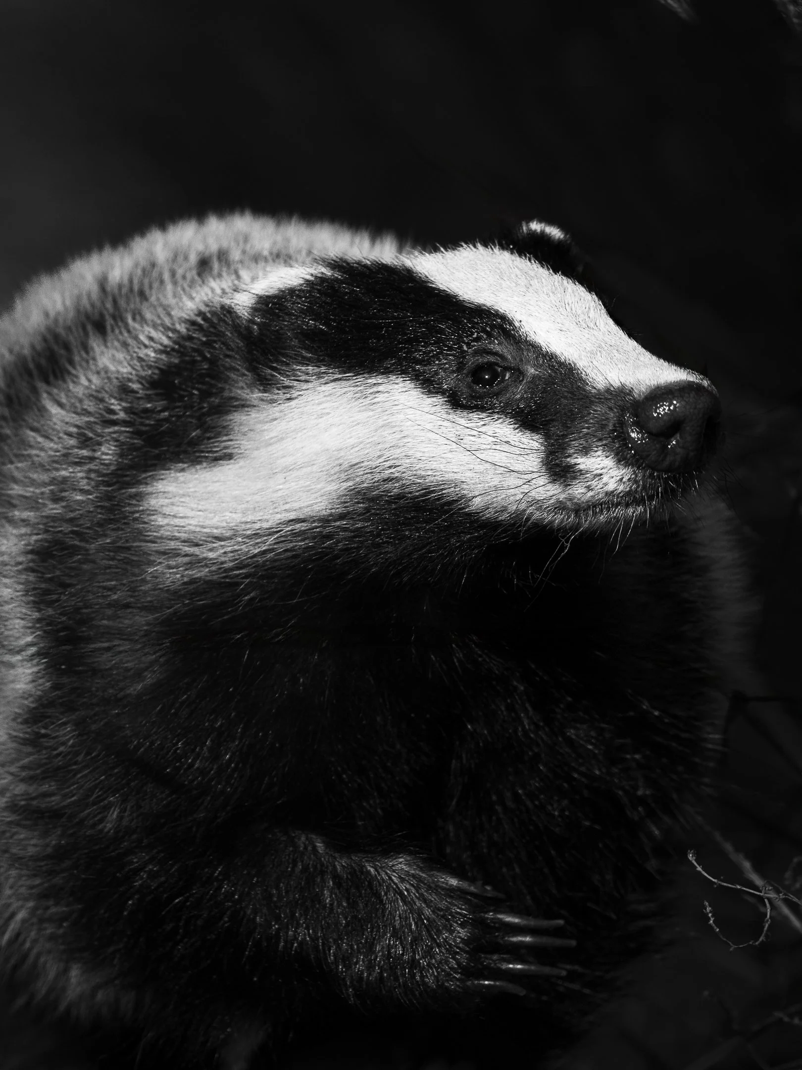 Julian Łoziński Lozinski Nature Photography Fotograf Przyrody 