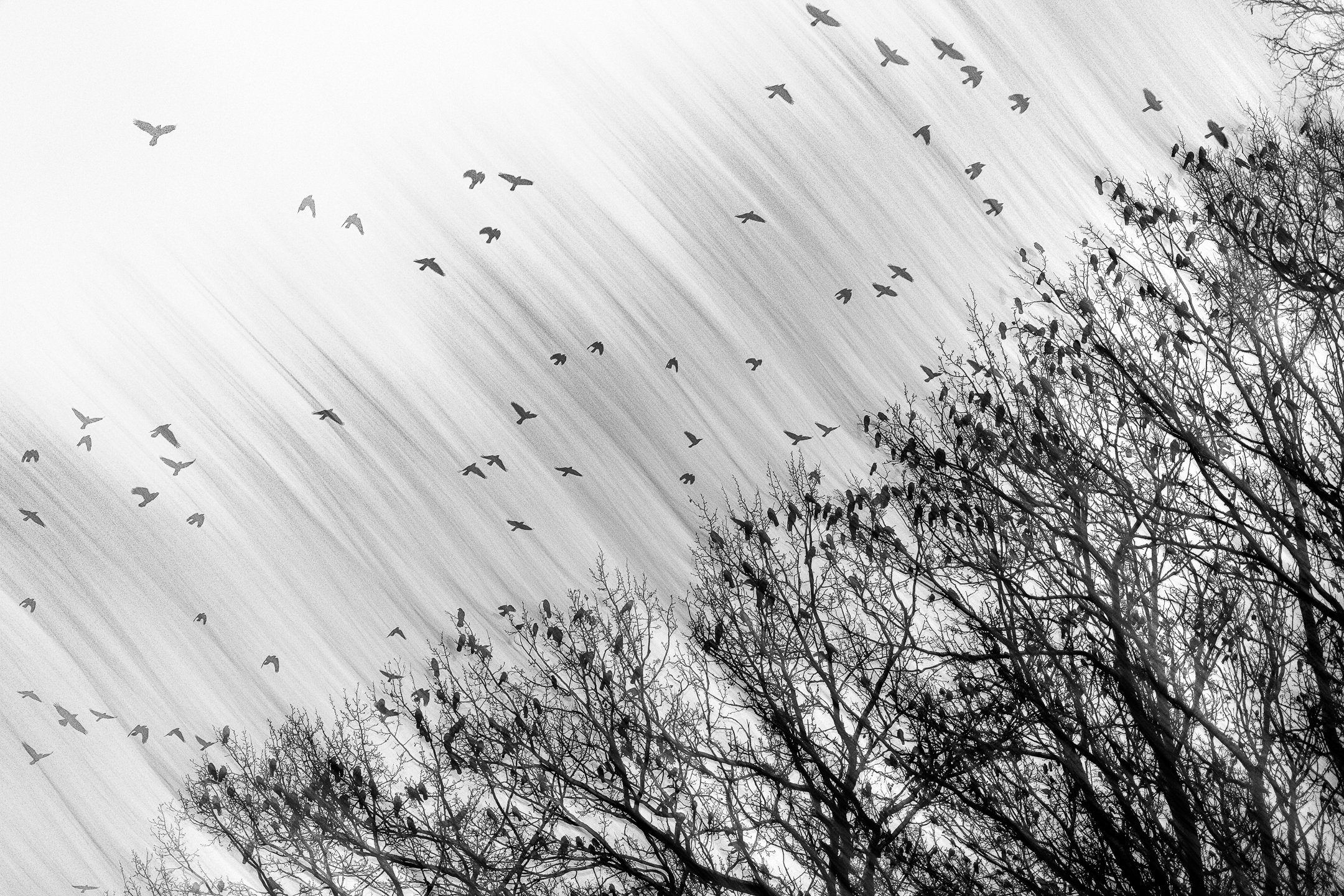 Julian Łoziński Lozinski Nature Photography Fotograf Przyrody 