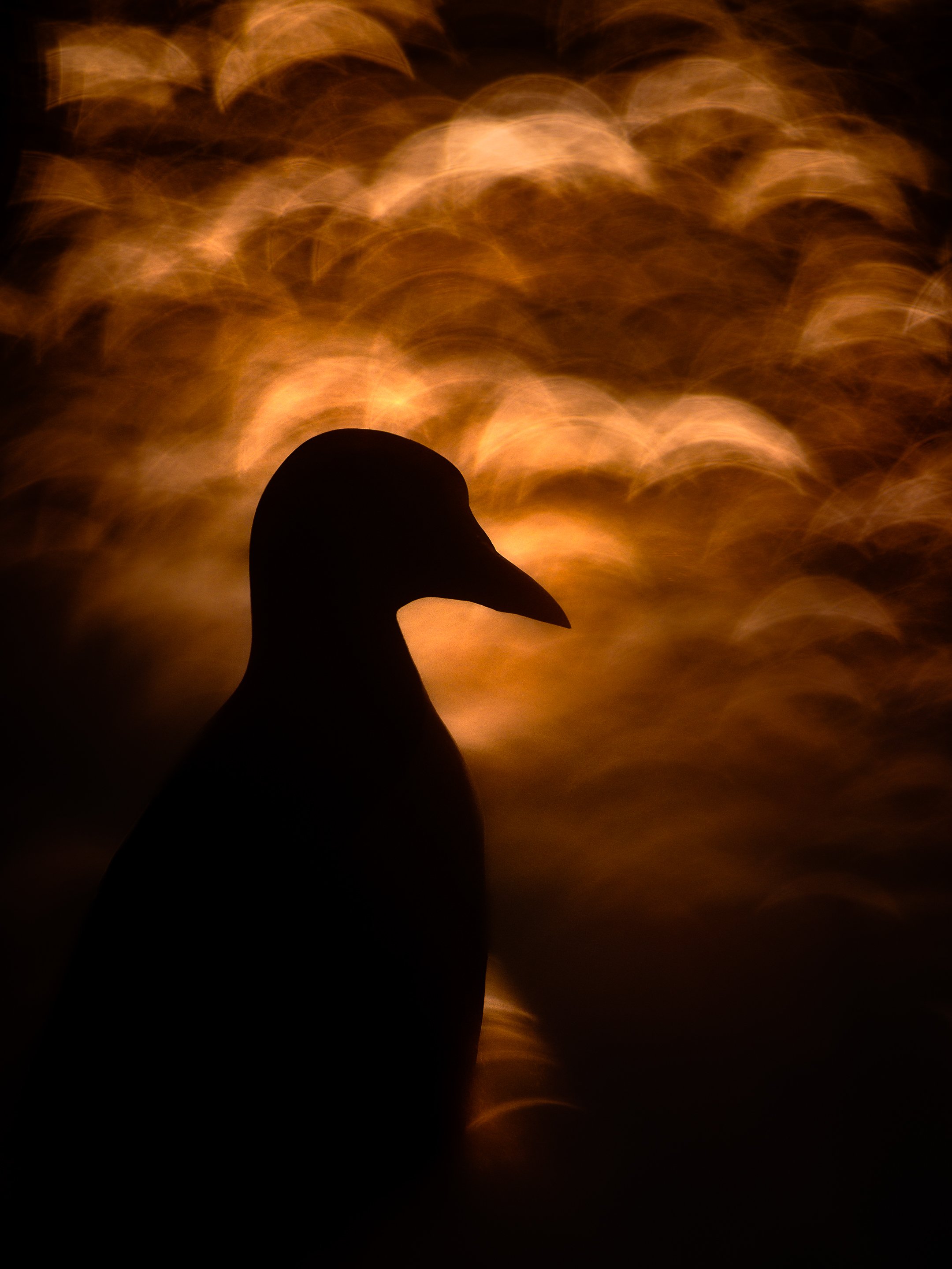 Julian Łoziński Lozinski Nature Photography Fotograf Przyrody 