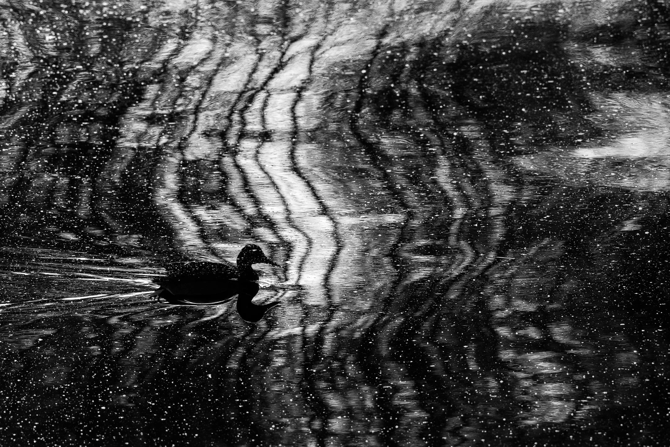 Julian Łoziński Lozinski Nature Photography Fotograf Przyrody 