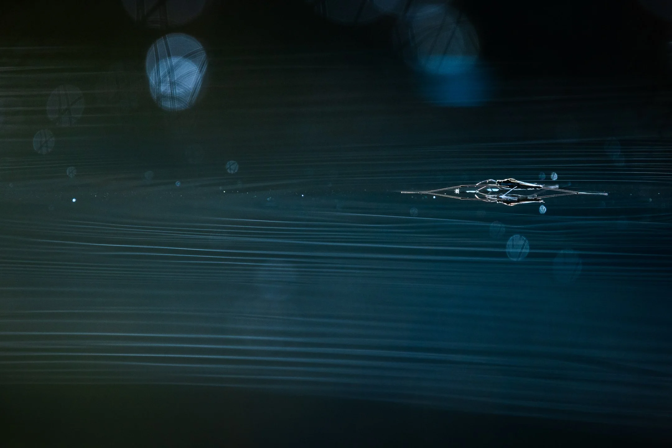 Julian Łoziński Lozinski Nature Photography Fotograf Przyrody 