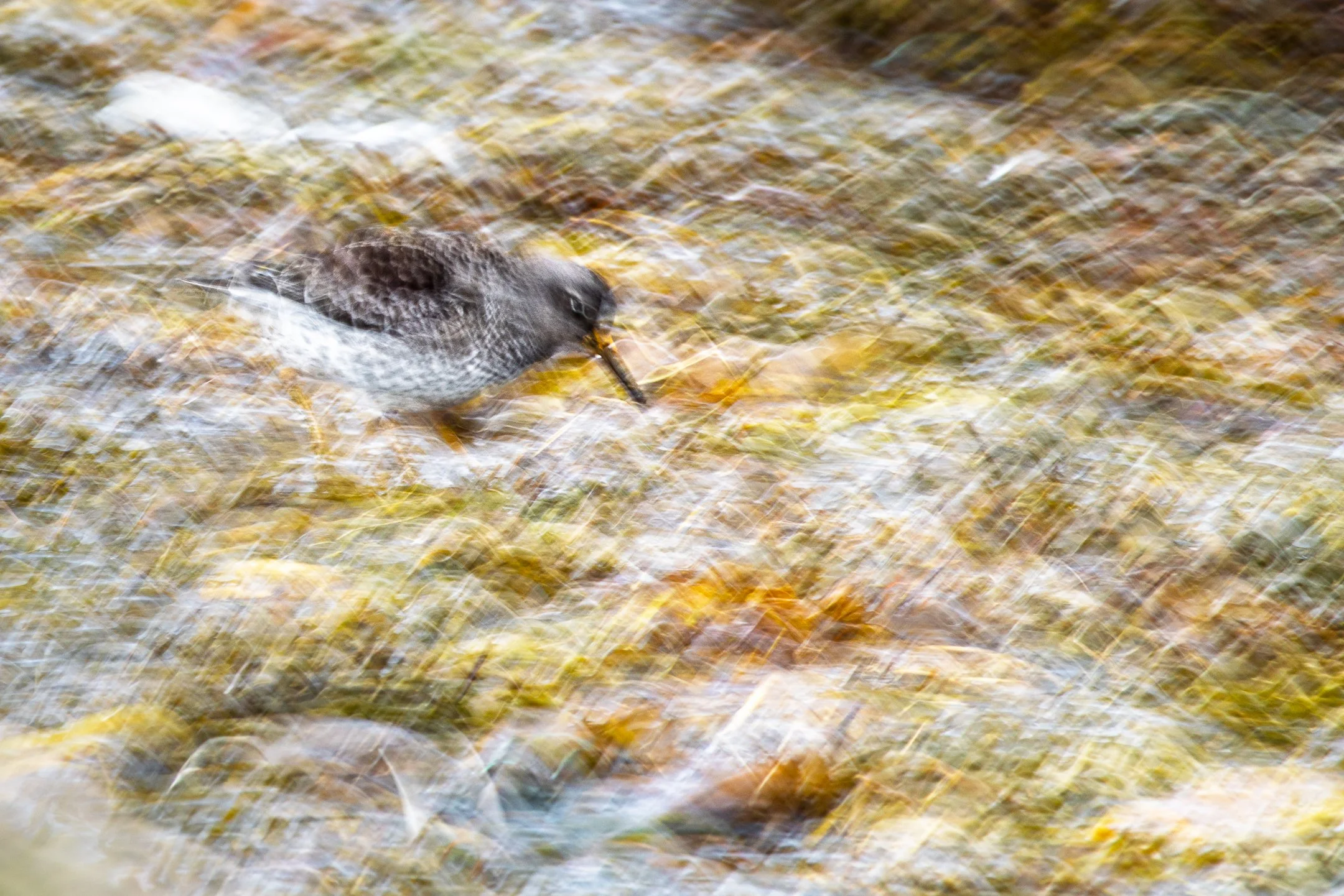 Julian Łoziński Lozinski Nature Photography Fotograf Przyrody 