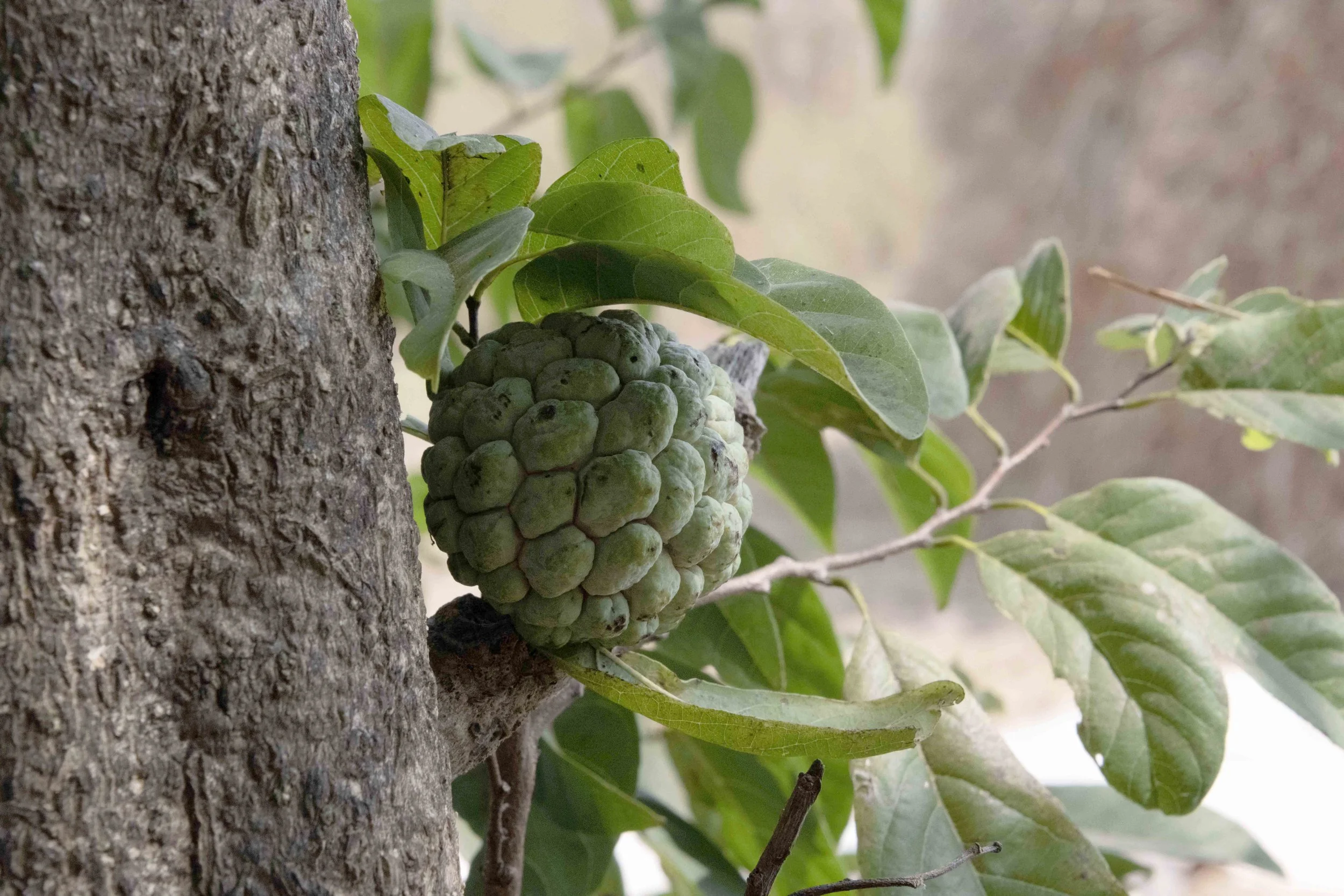 We Didn't Start With Orchards. We Started With a Question.