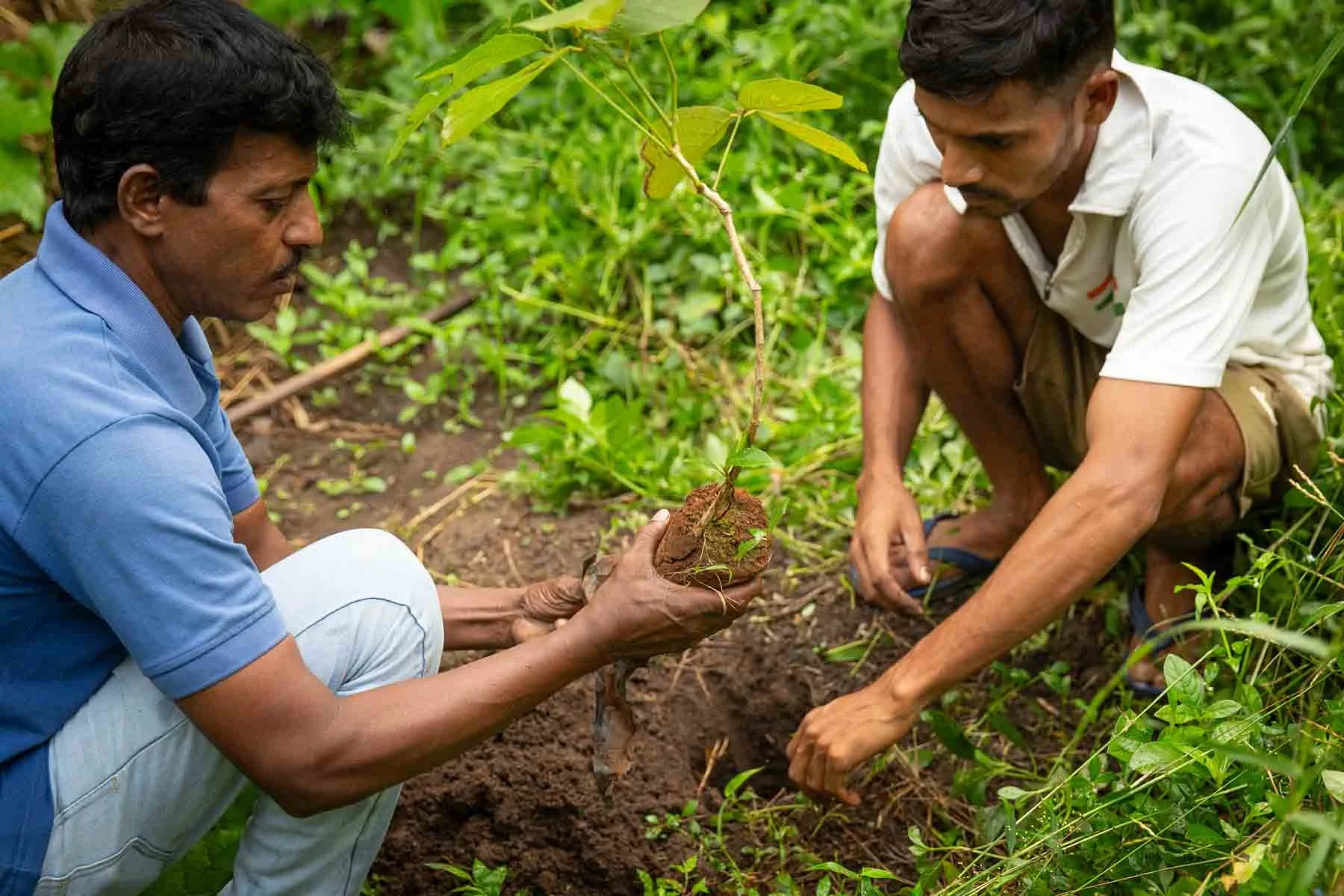 Tree plantation_1.jpg
