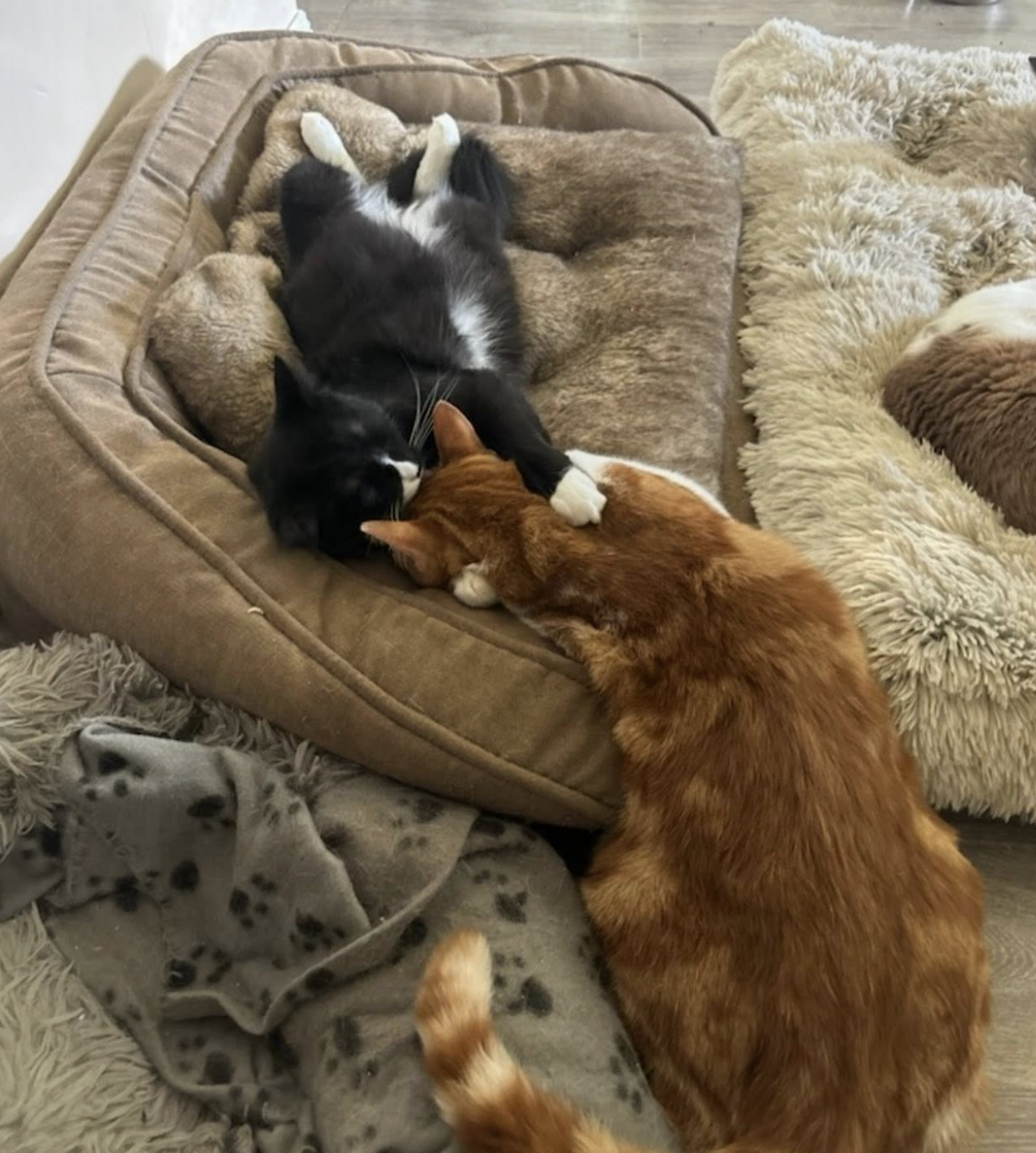 Screenshot 2026-04-03 at 4.29.14 pm.png