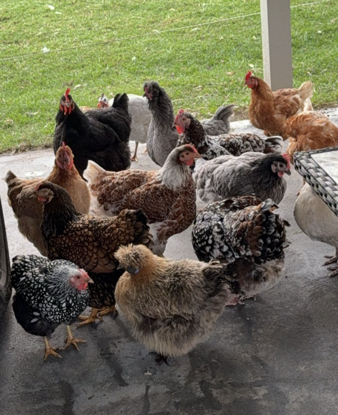 Screenshot 2025-11-26 at 6.58.26 pm.png