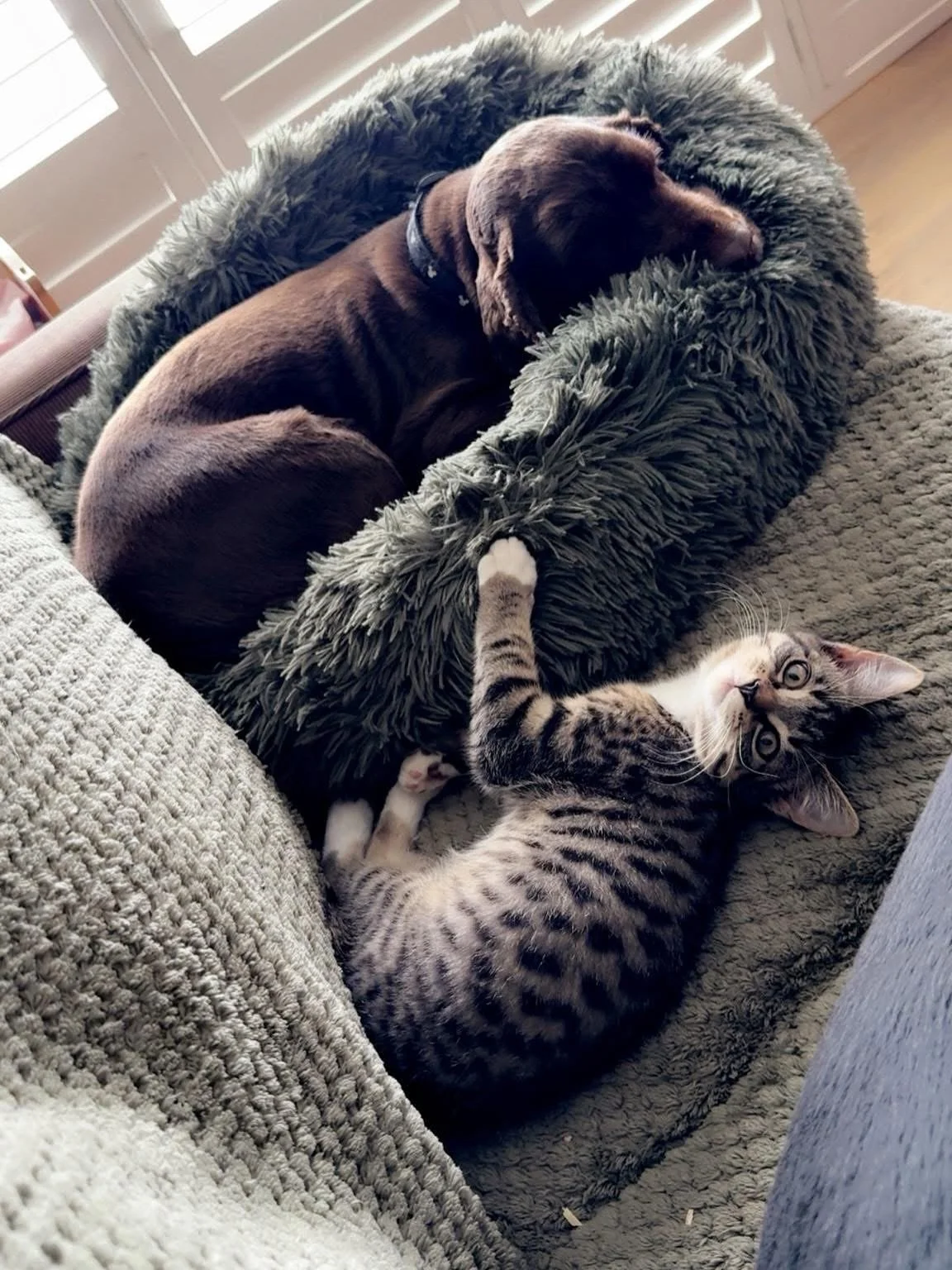 Nap time 😻😴💕

Here at Paws &amp; Reins we like to raise our rescue babies in a home environment to able their transition into new homes smooth and as stress free as possible💕 

Contact us today to meet our adoptable babies awaiting their new home