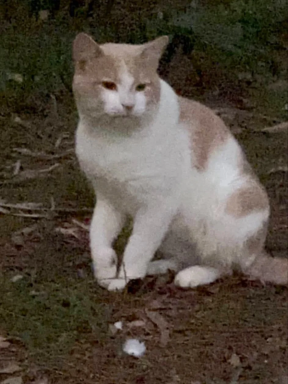 Because of all the lovely people who helped,beautiful Howie is living his absolute best life💕😻 No more street life for this boy 🙏 Thank you to all who helped make this possible for Howie 🙏😻💕 

#adoptdontshop #streetcats #catrescue #animaladopti